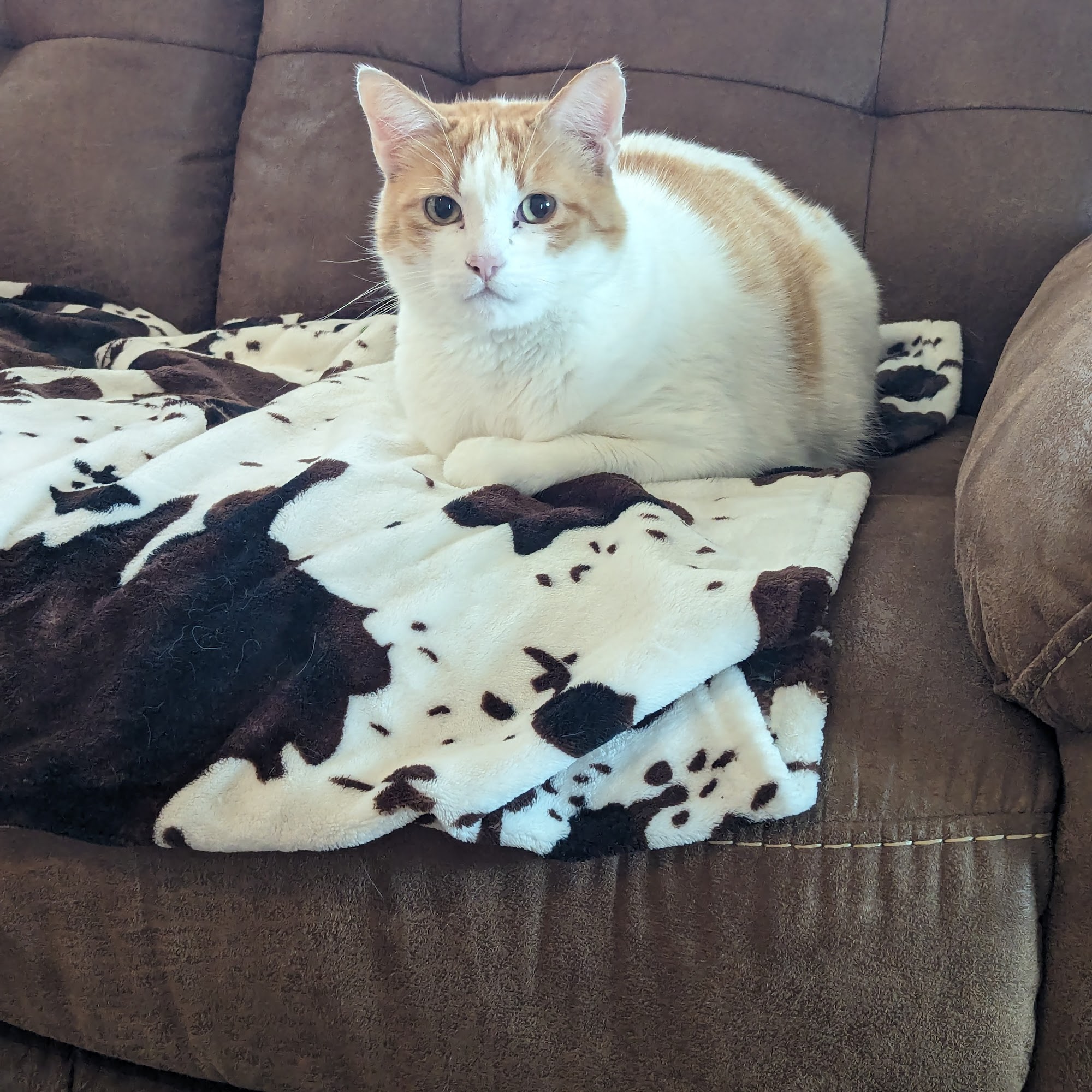 Sisters Veterinary Clinic Wichita