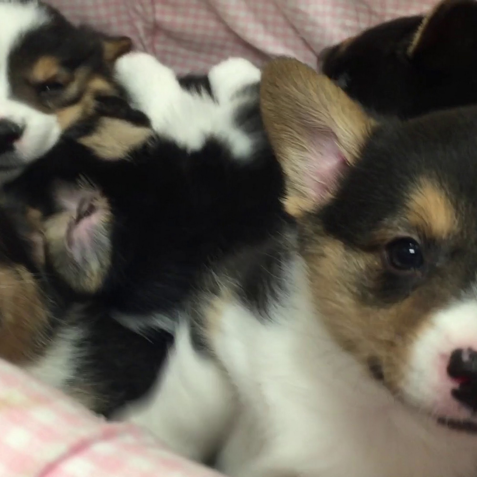 Animal Hospital at Auburn Hills Wichita