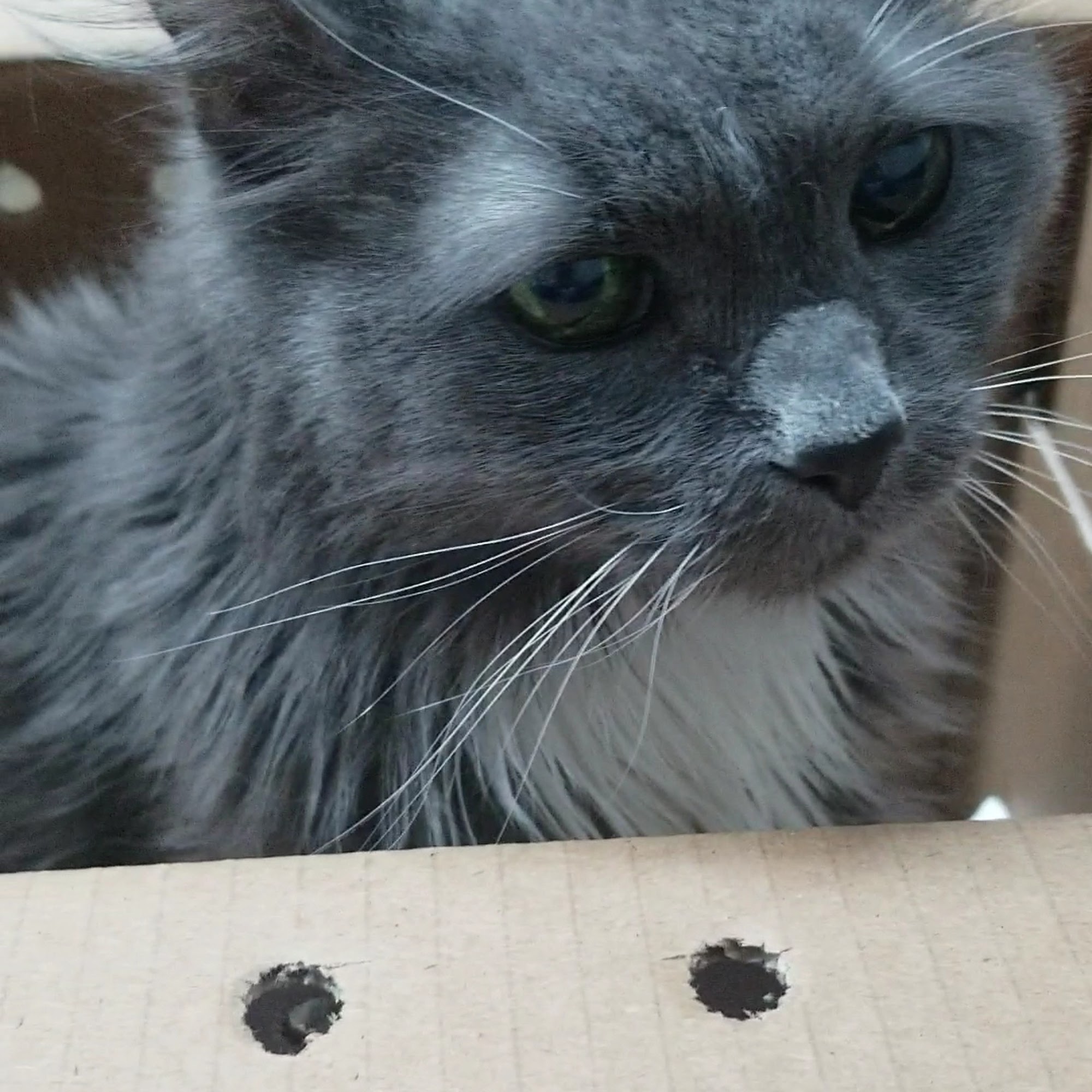 Cimarron Animal Hospital Wichita