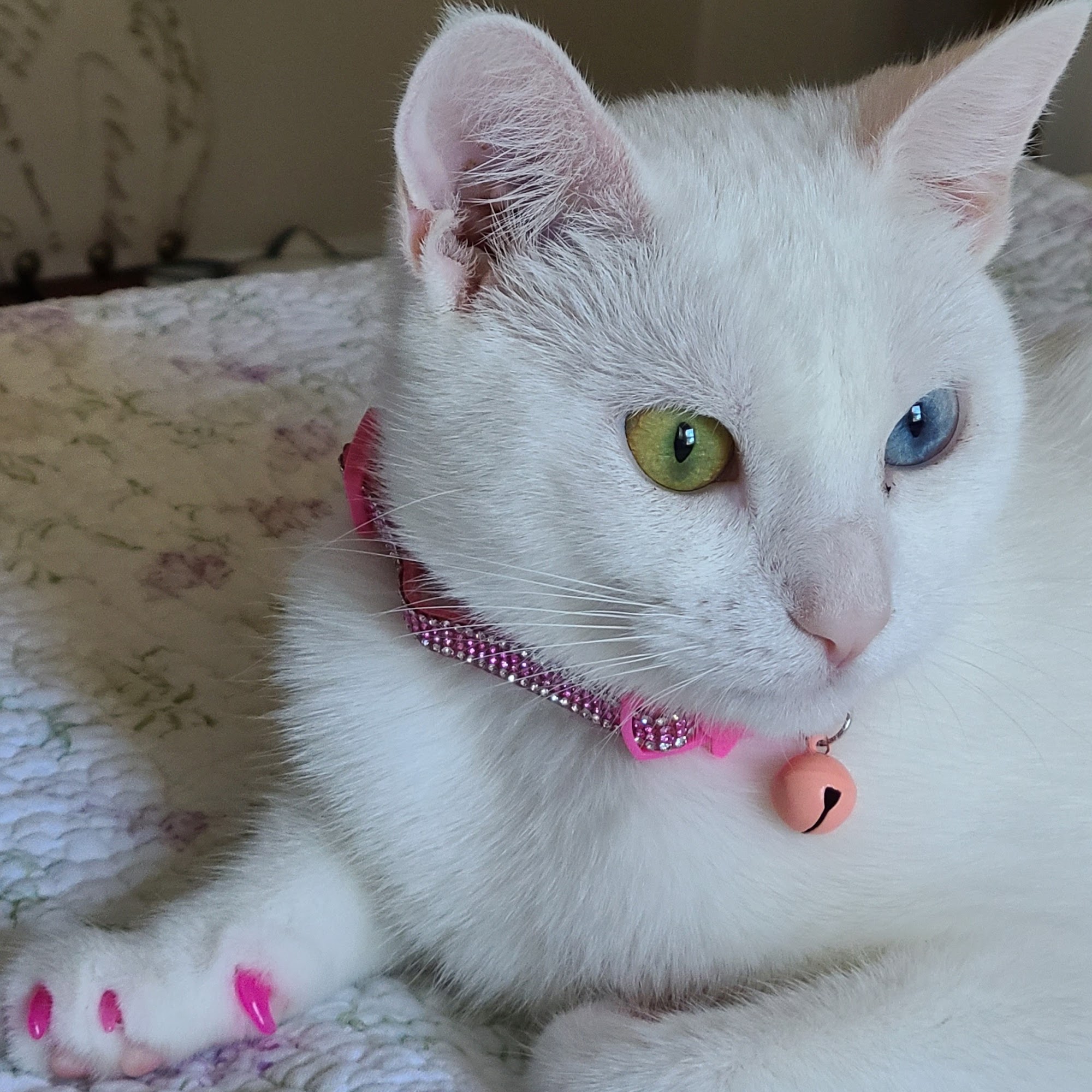 Heartland Animal Hospital Wichita