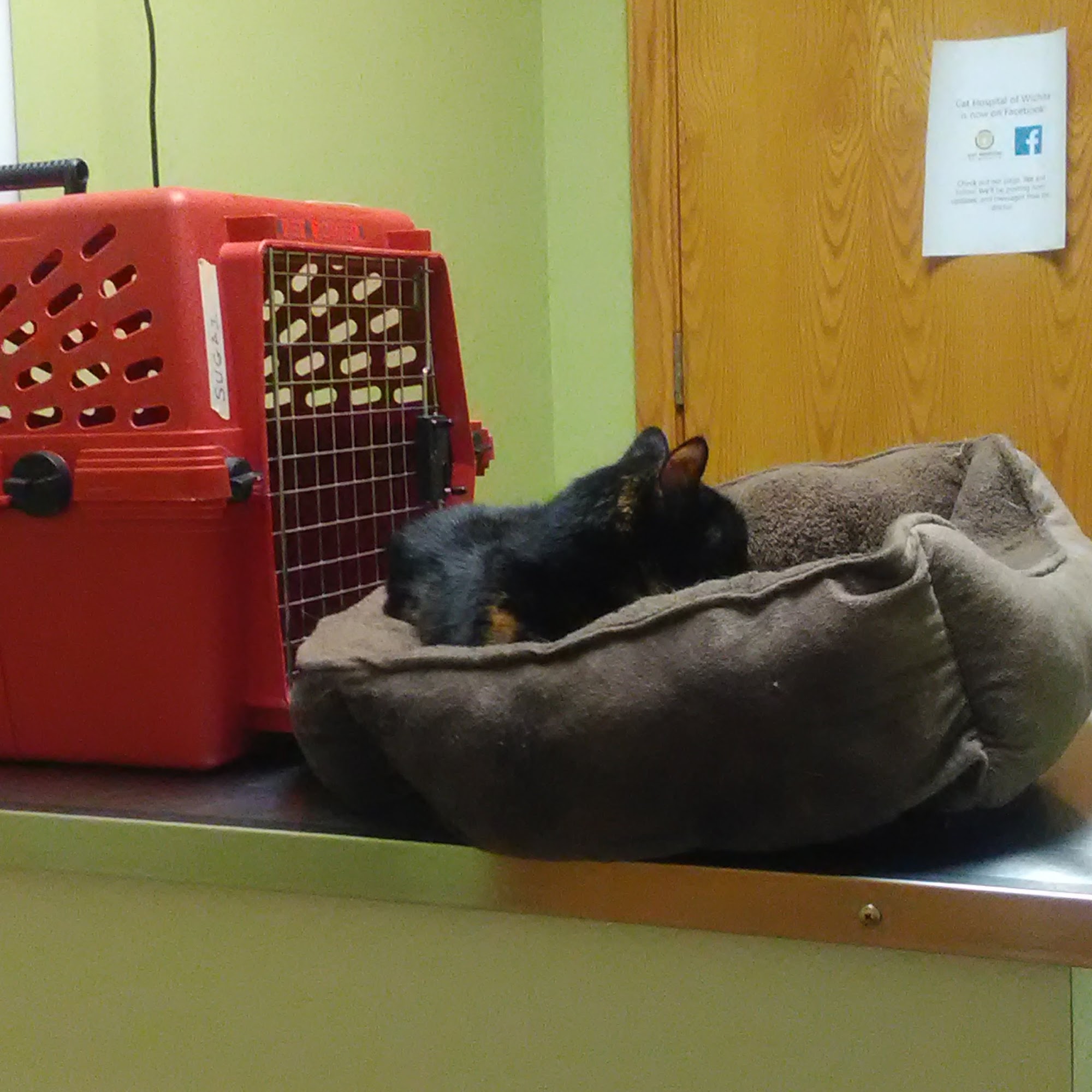 Cat Hospital Of Wichita Wichita