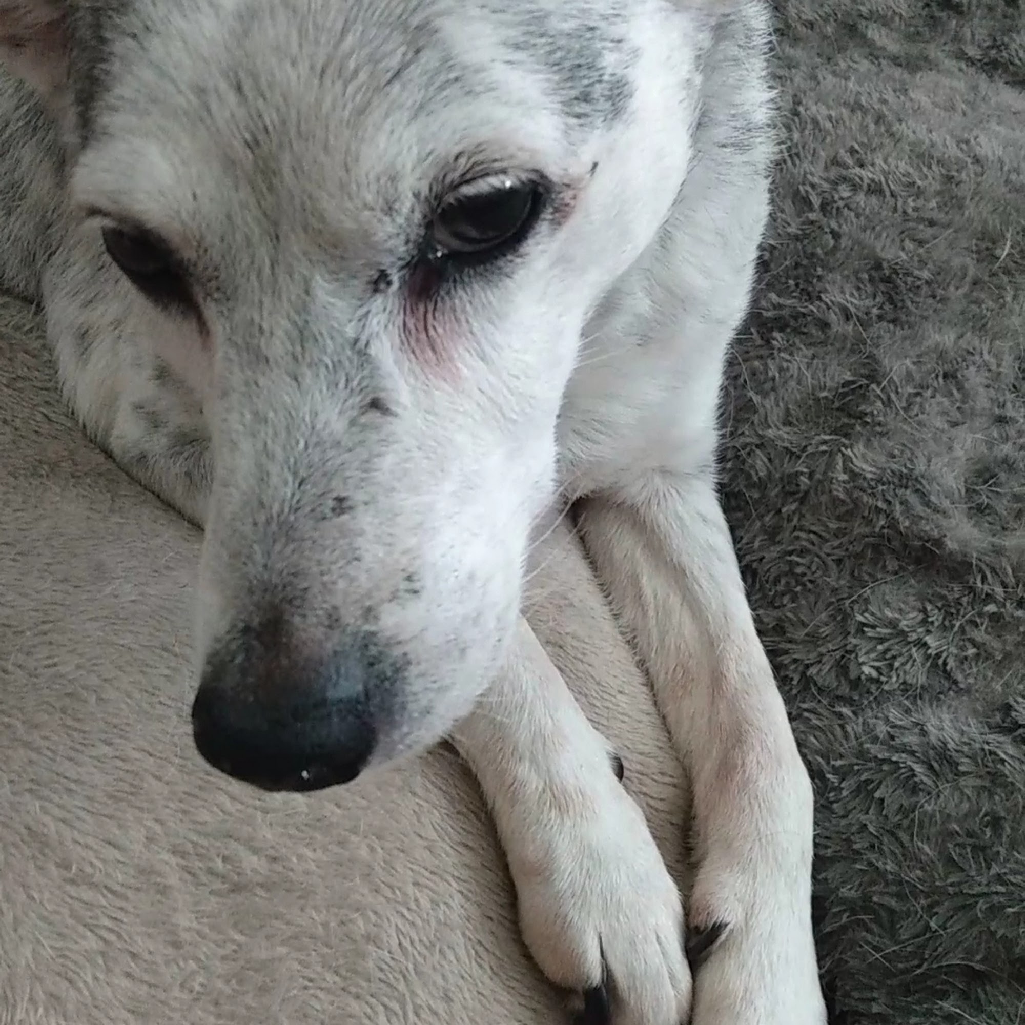 Wichita Pet Wellness Wichita