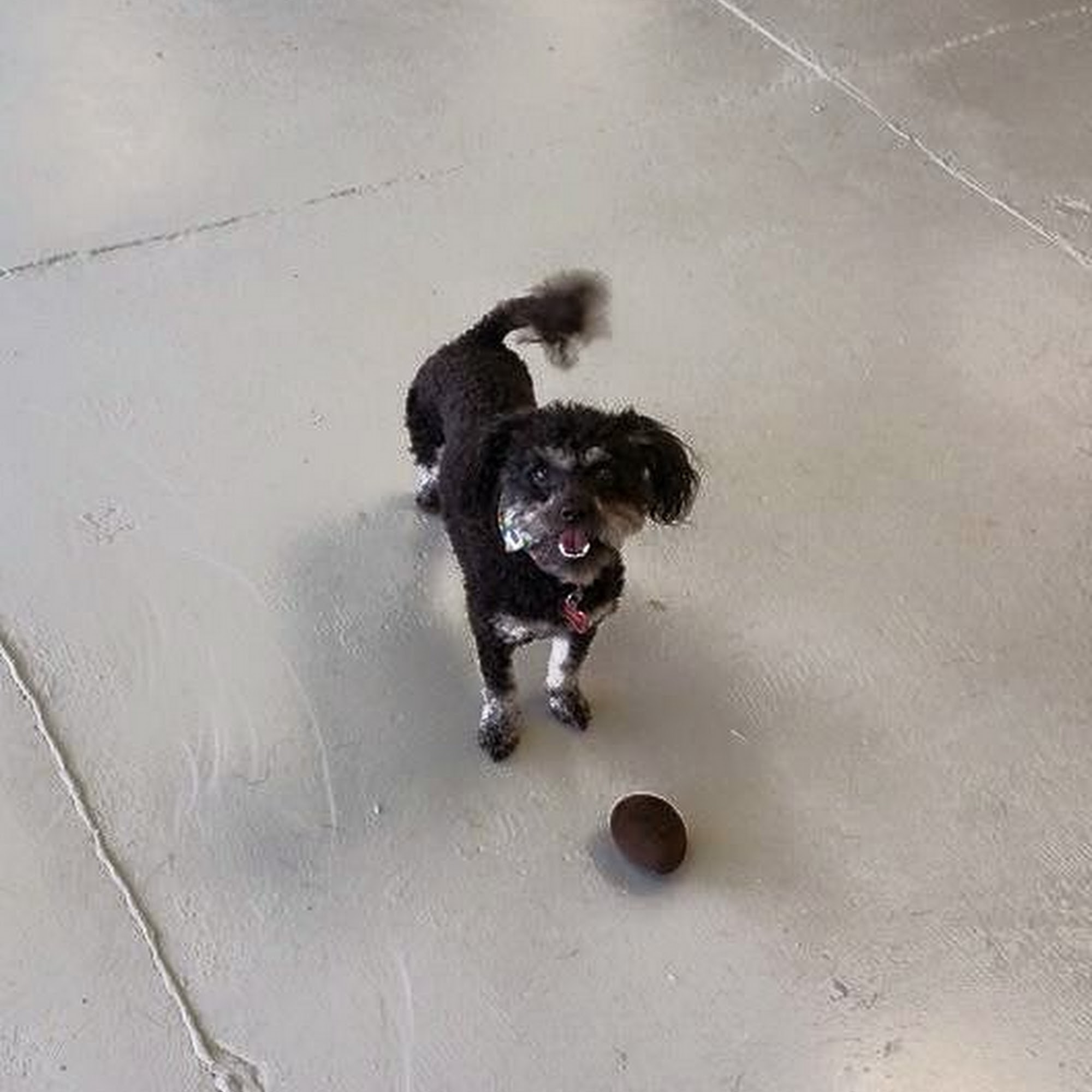 All Dogs Bark-N-Play Wichita