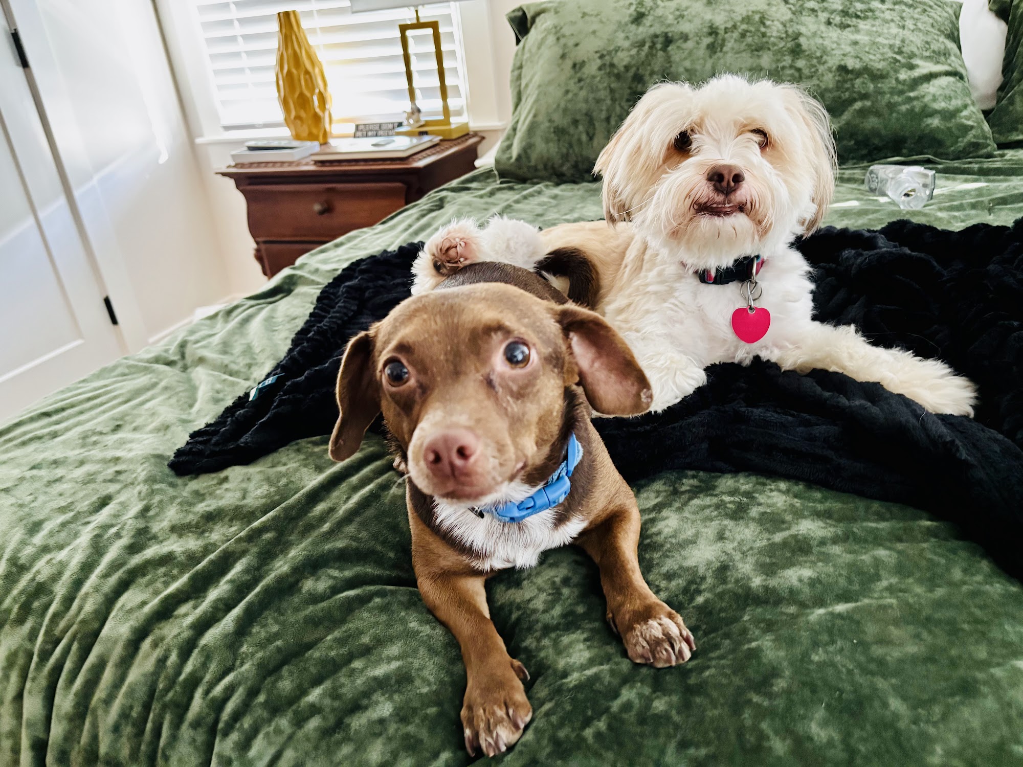 Beauties & Beasts Wichita