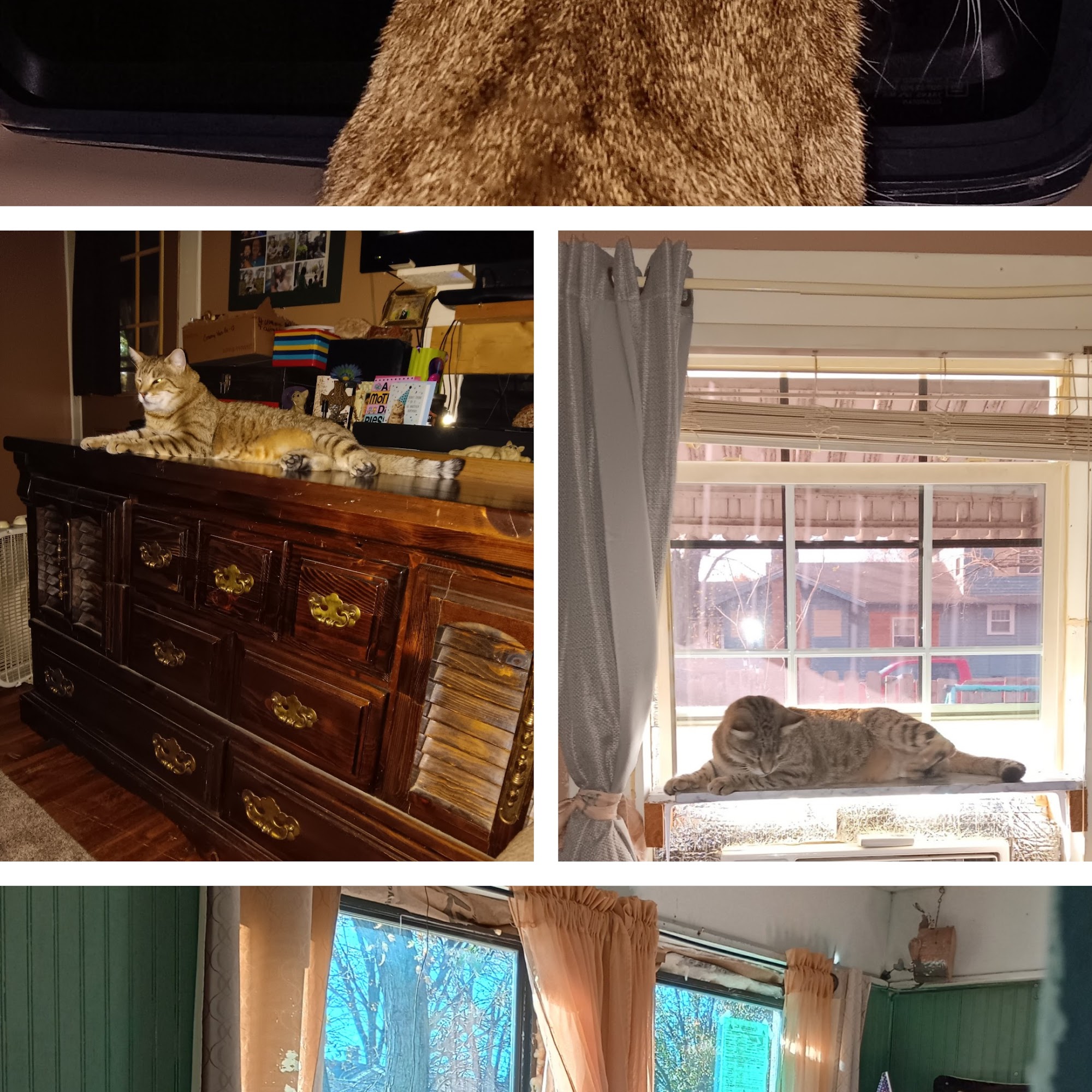 Johnson Veterinary Clinic Winfield