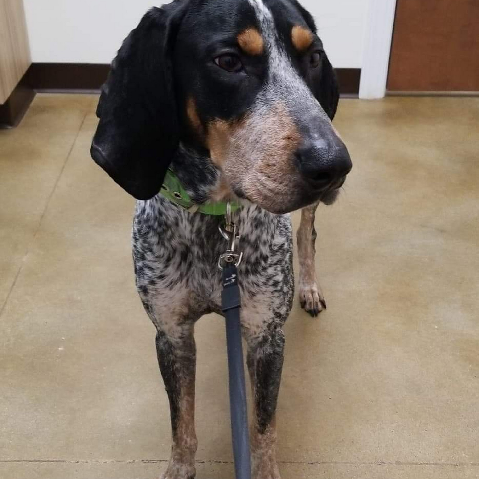 Grants Lick Veterinary Hospital Alexandria