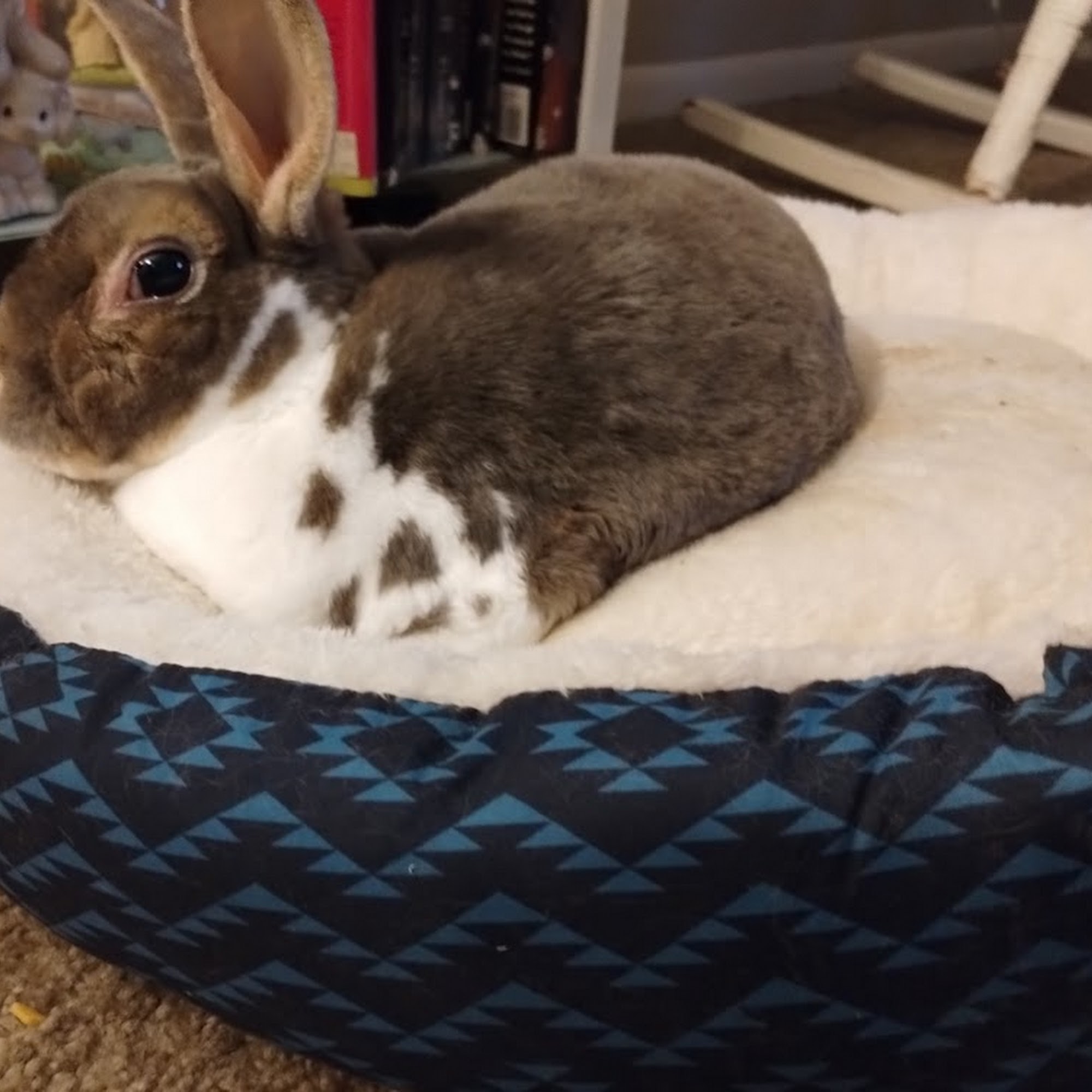 Heineke Veterinary Hospital Alexandria