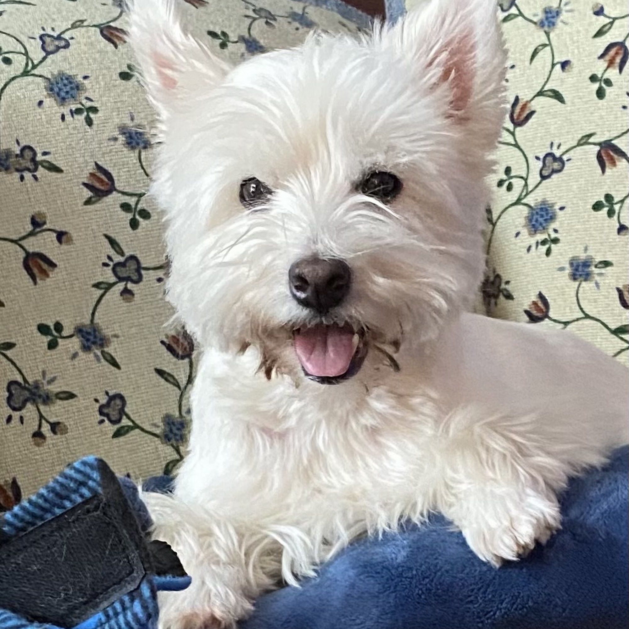 Ashland Animal Clinic Ashland