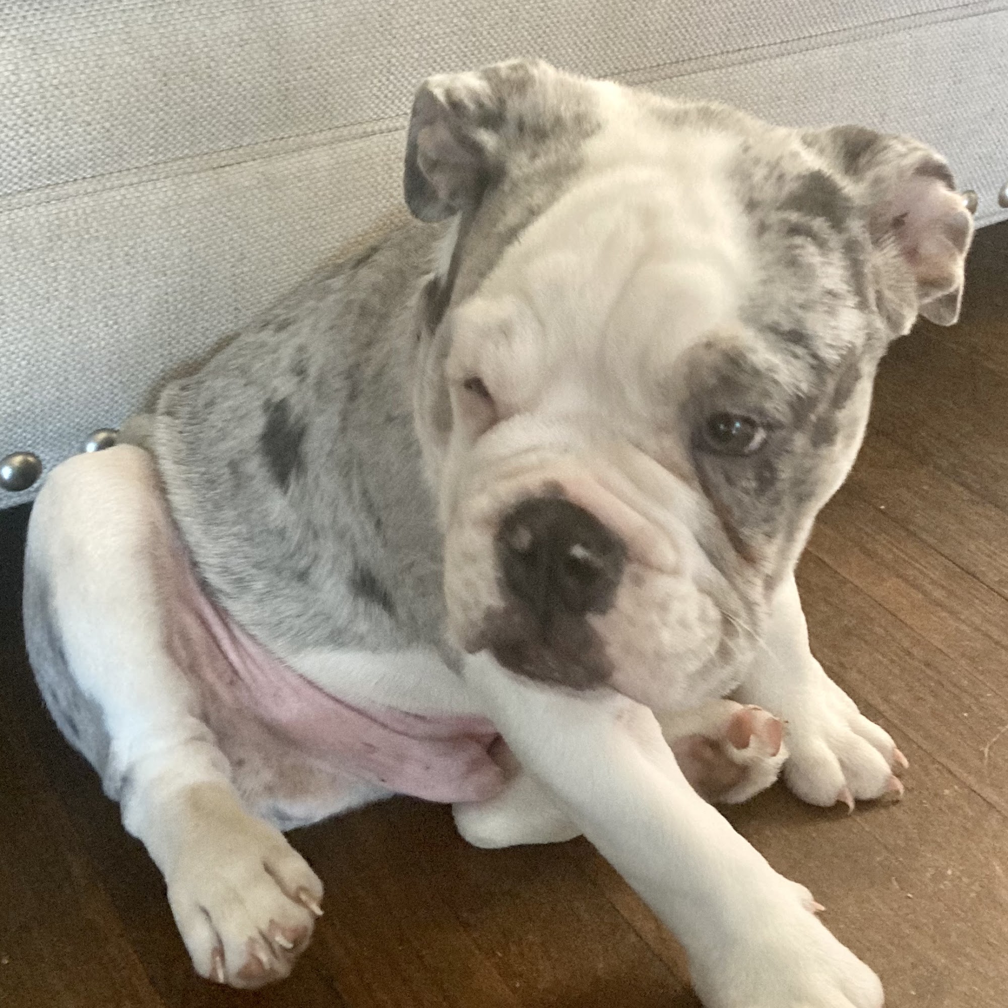 Academy Animal Hospital Ashland