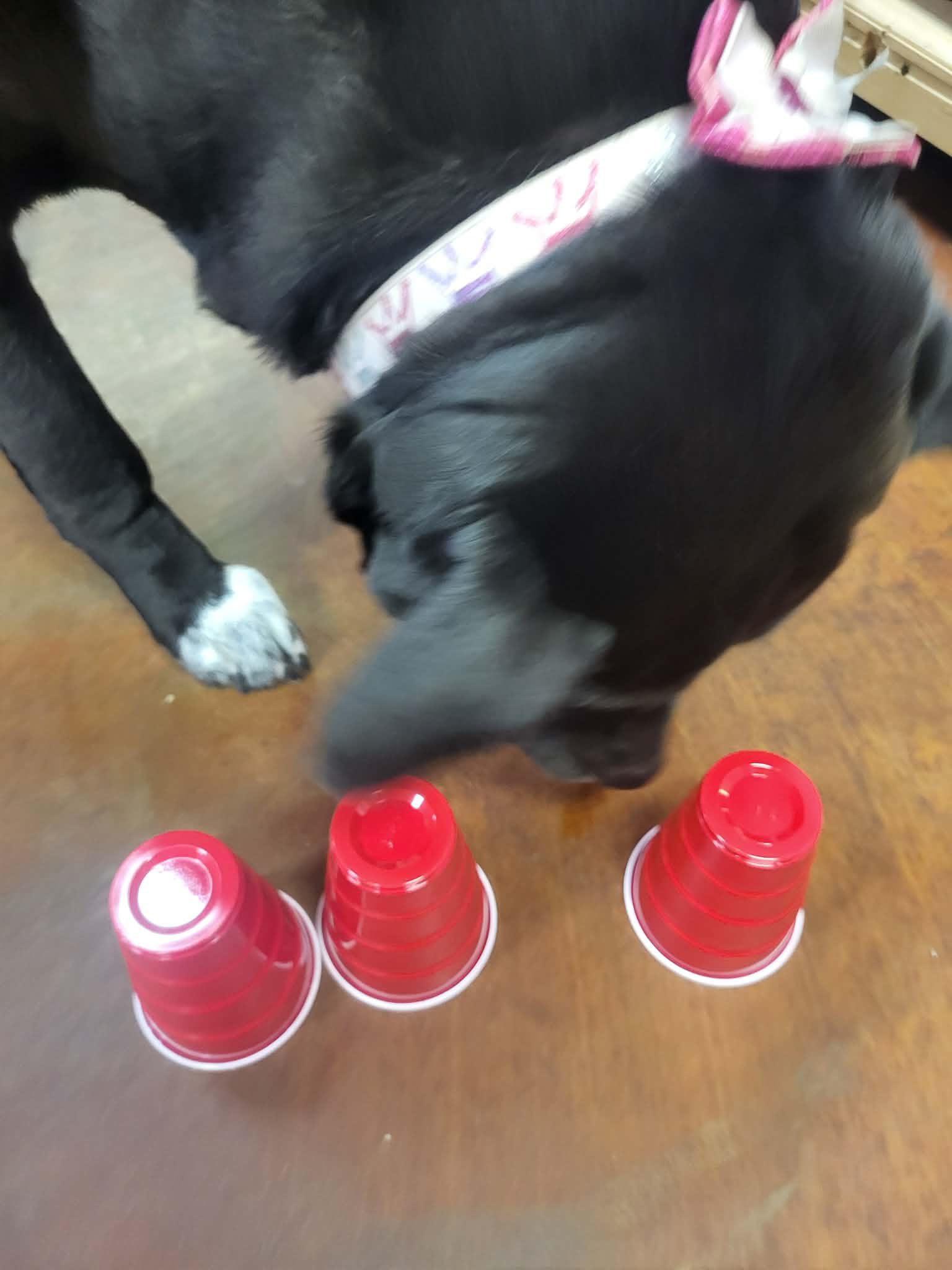 Tin Woof Inn Ashland