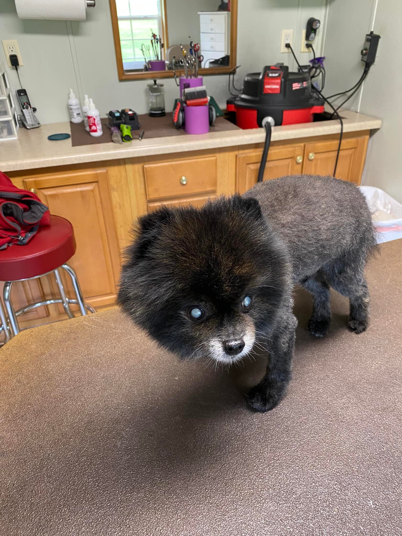 Country Cottage Pet Grooming Ashland