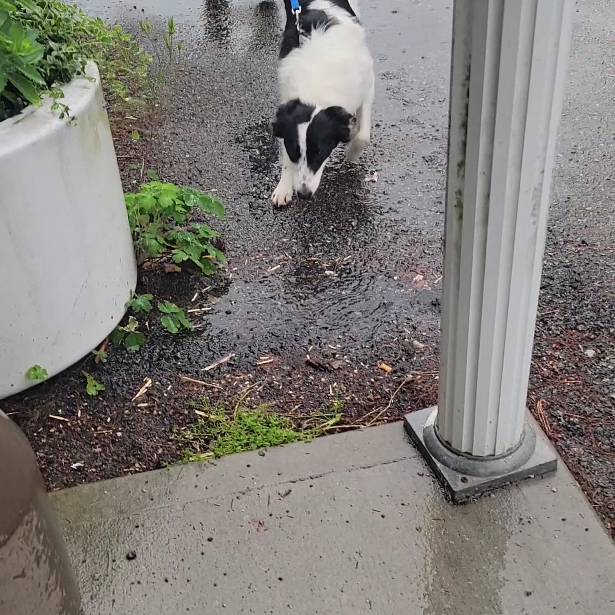 Humane Society-Nelson County Bardstown