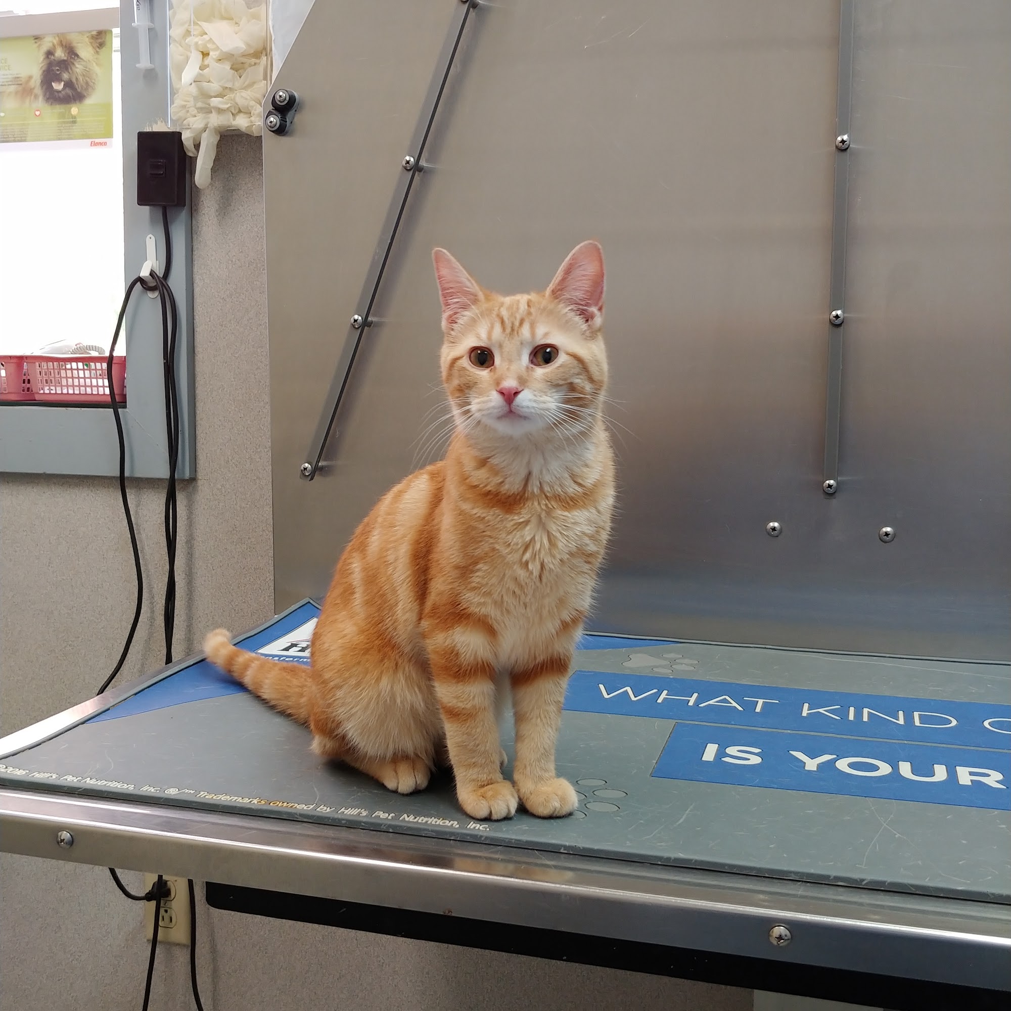 Bellevue Animal Hospital Bellevue