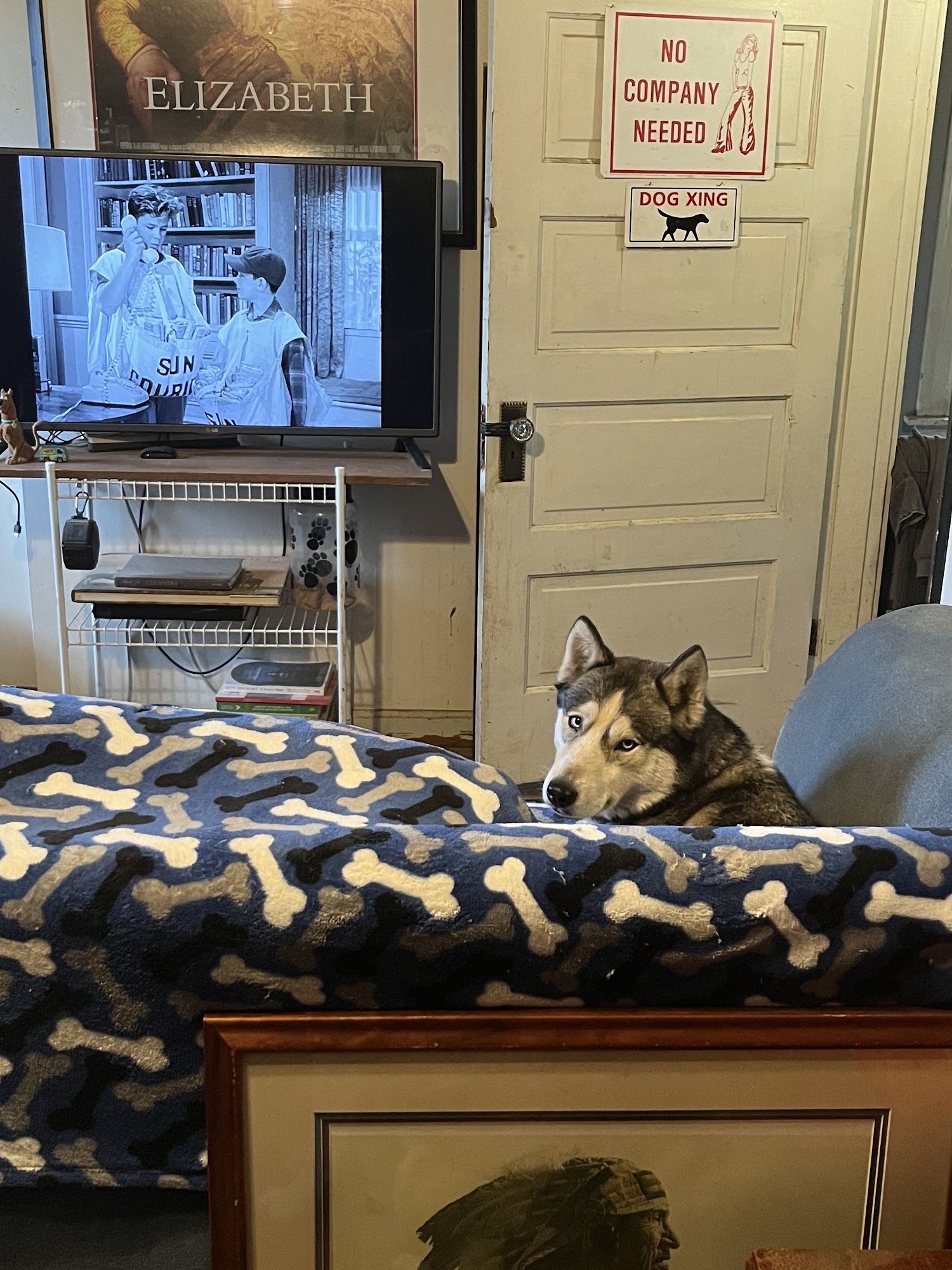 Riverview Animal Hospital Bellevue