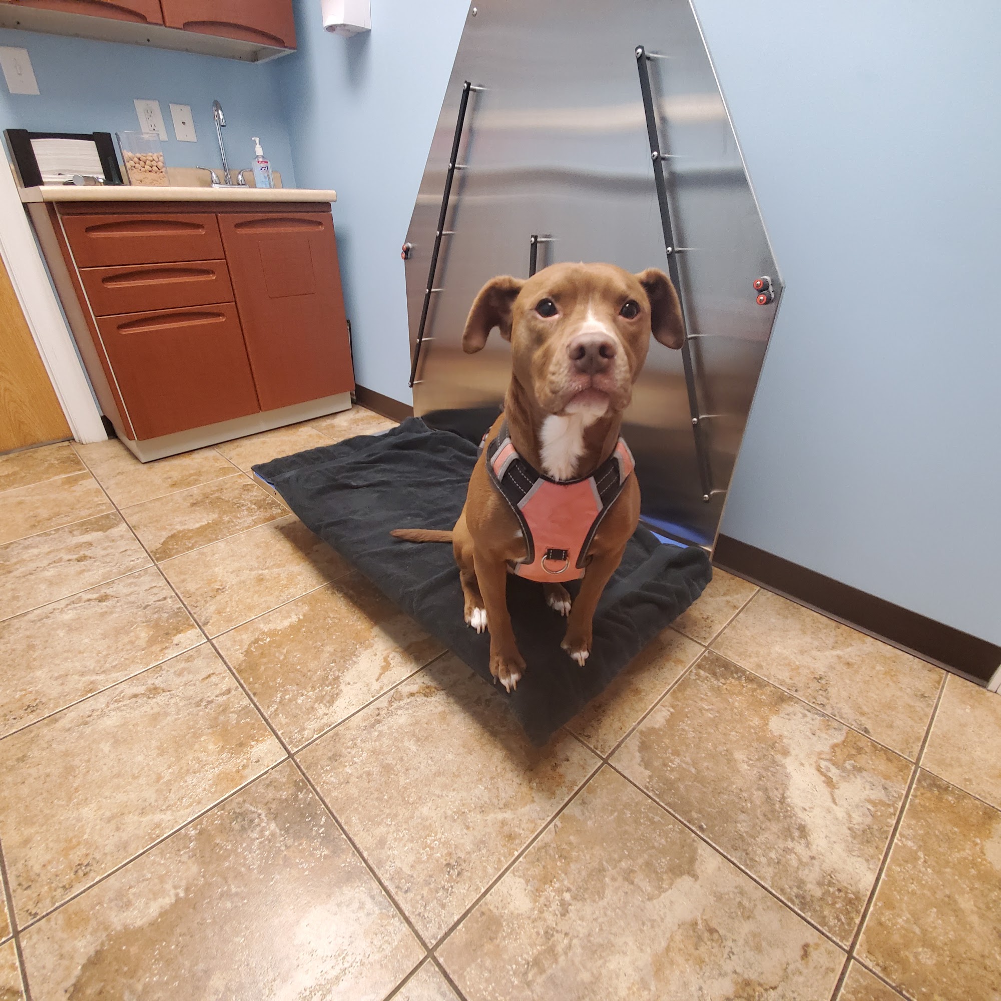 Riverview Animal Hospital Bellevue