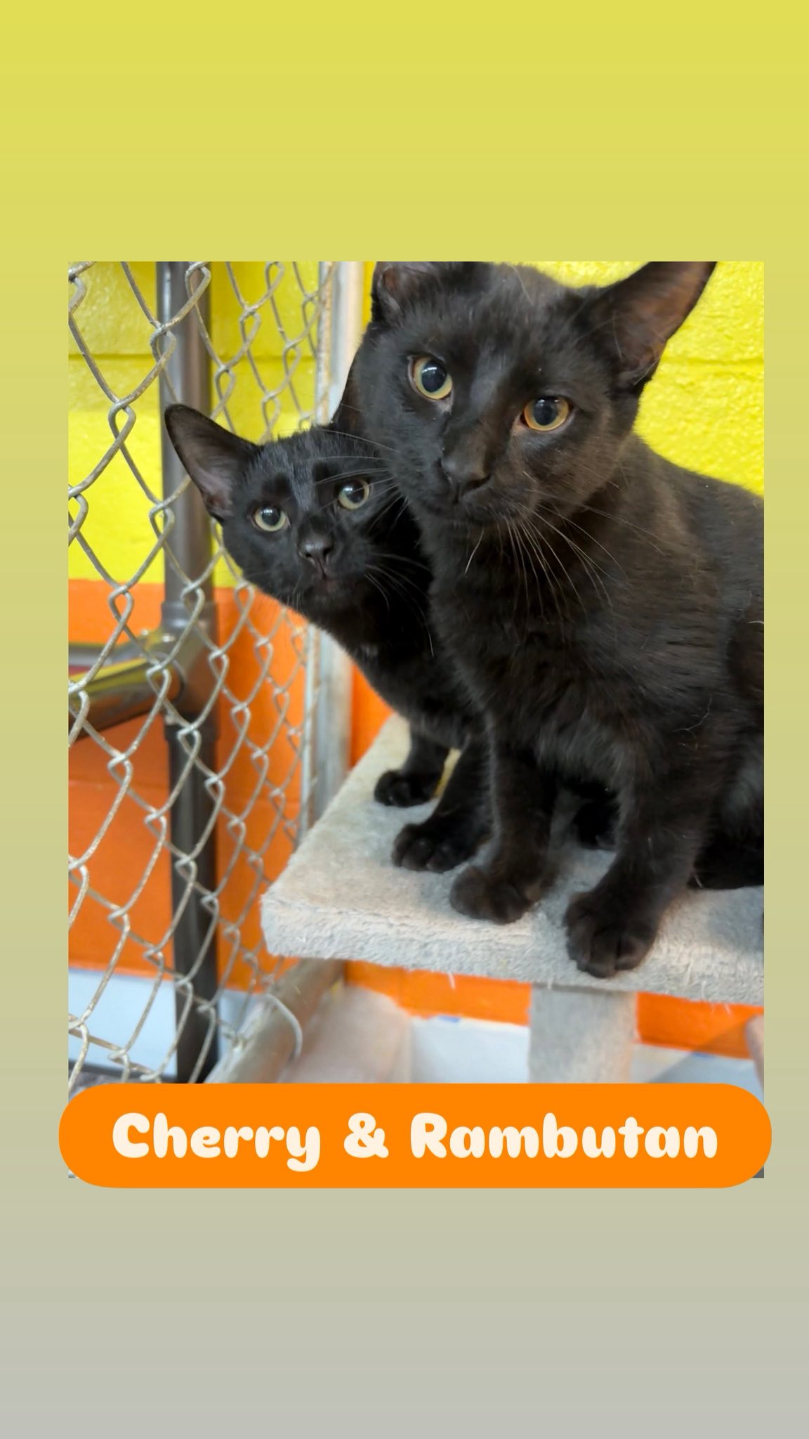 Darkness Brewing Bellevue