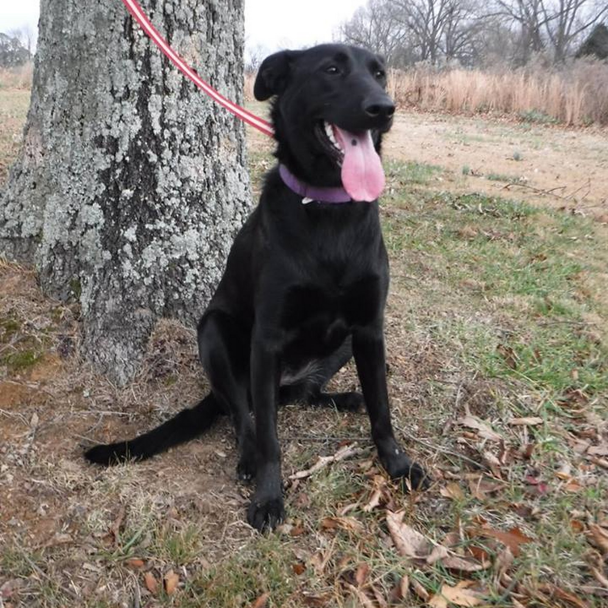 Humane Society of Marshall County Benton