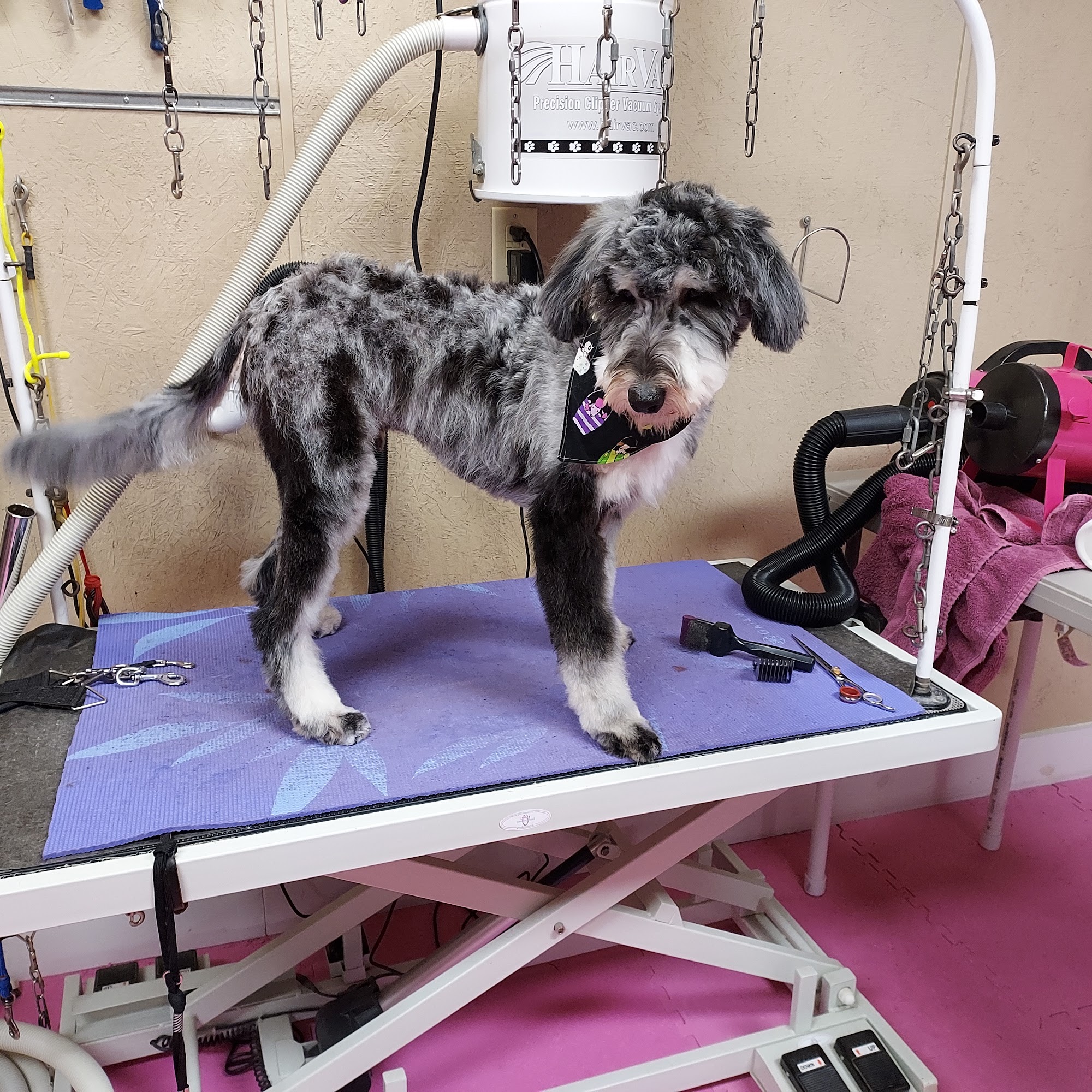 Carolyns Pampering Pawz Benton