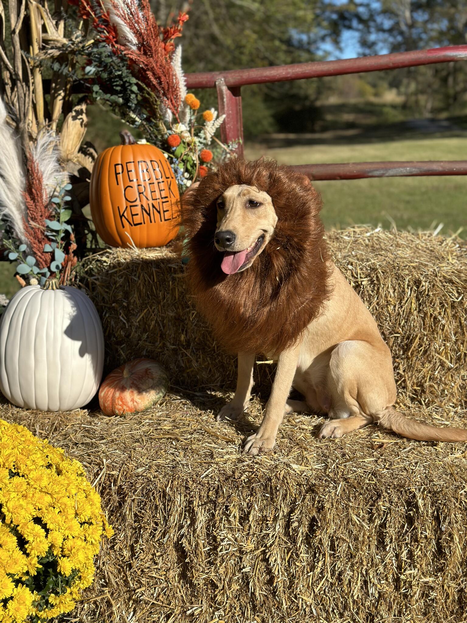 Pebble Creek Kennels by the Lake Benton