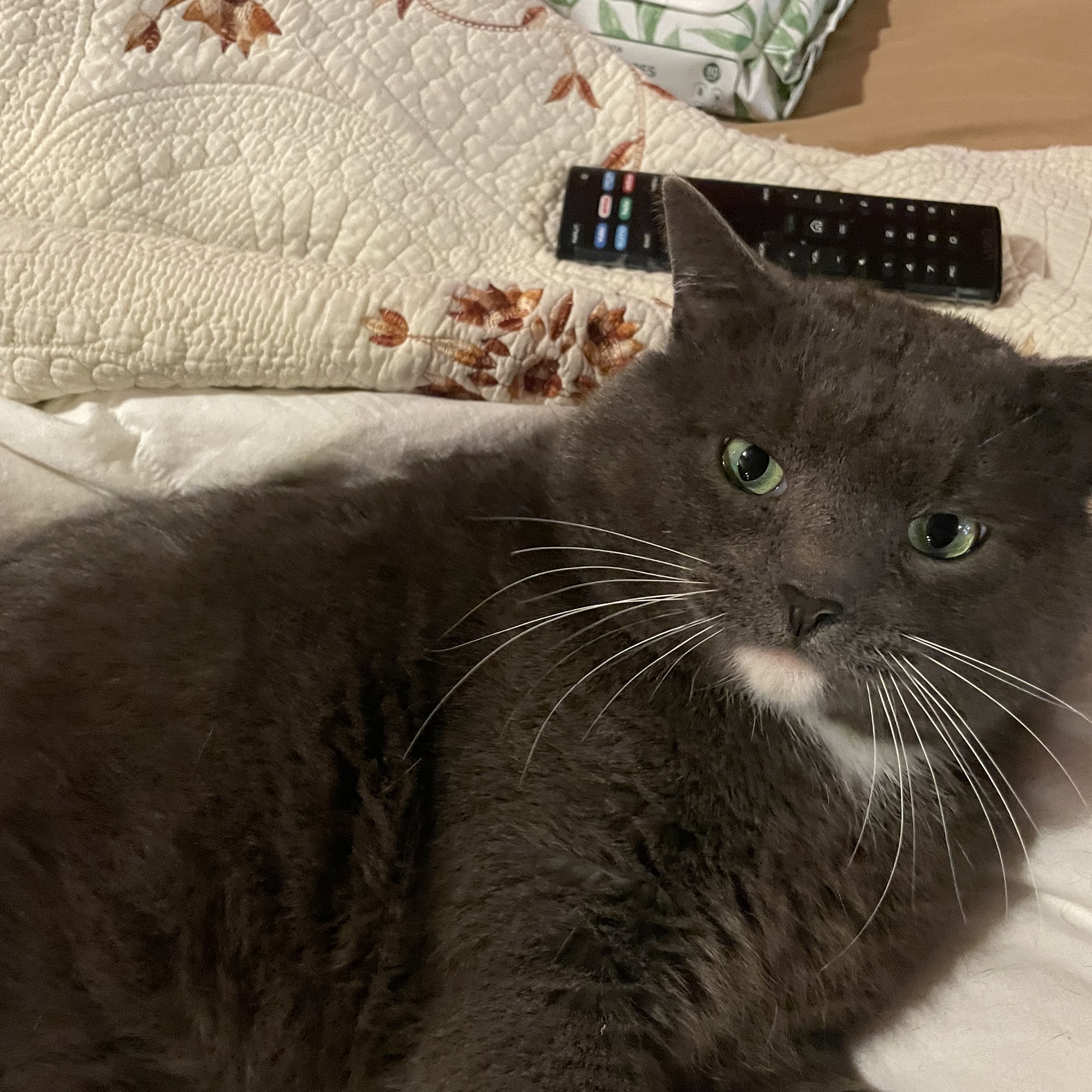 Berea Animal Hospital Berea