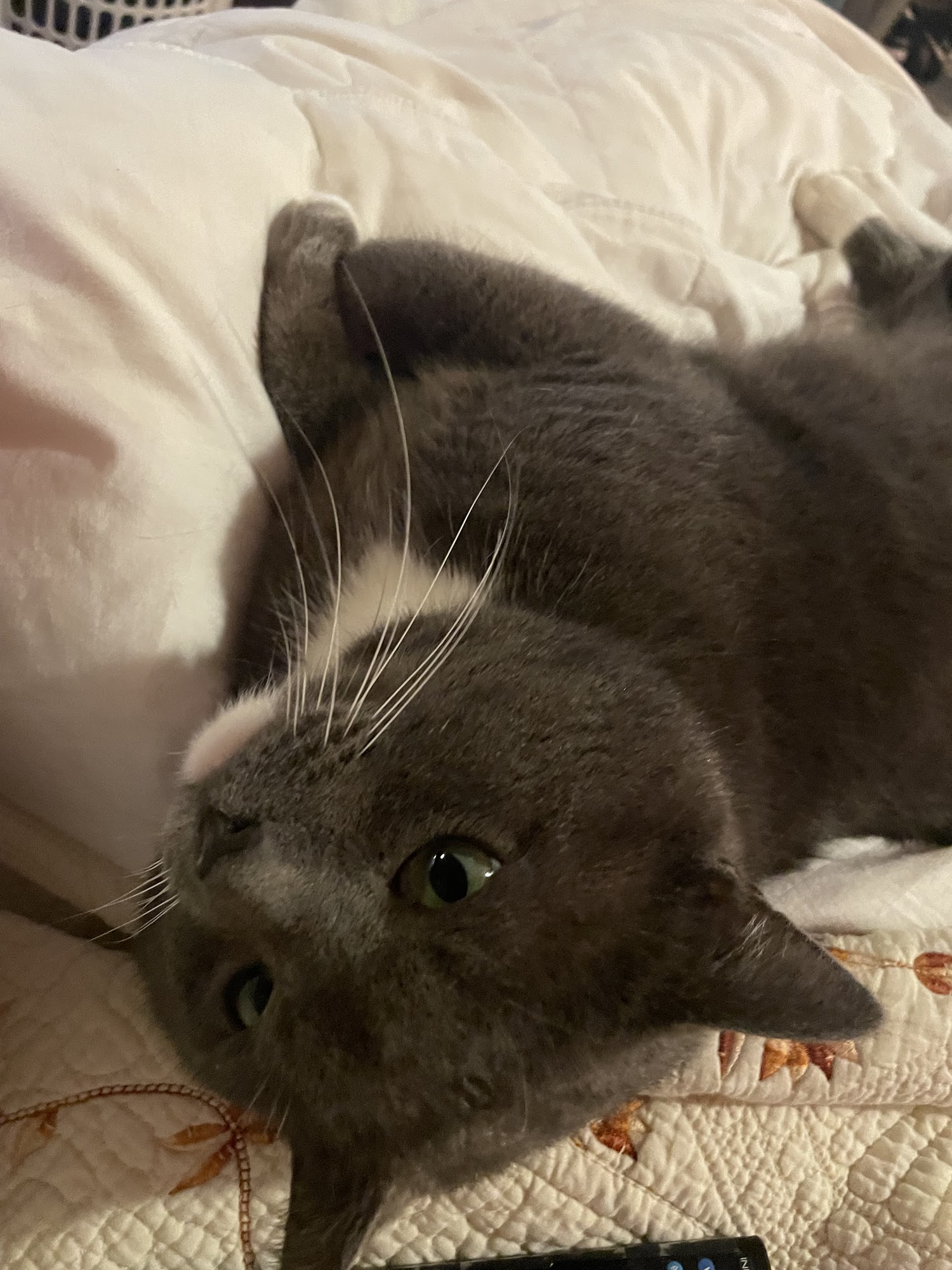 Berea Animal Hospital Berea