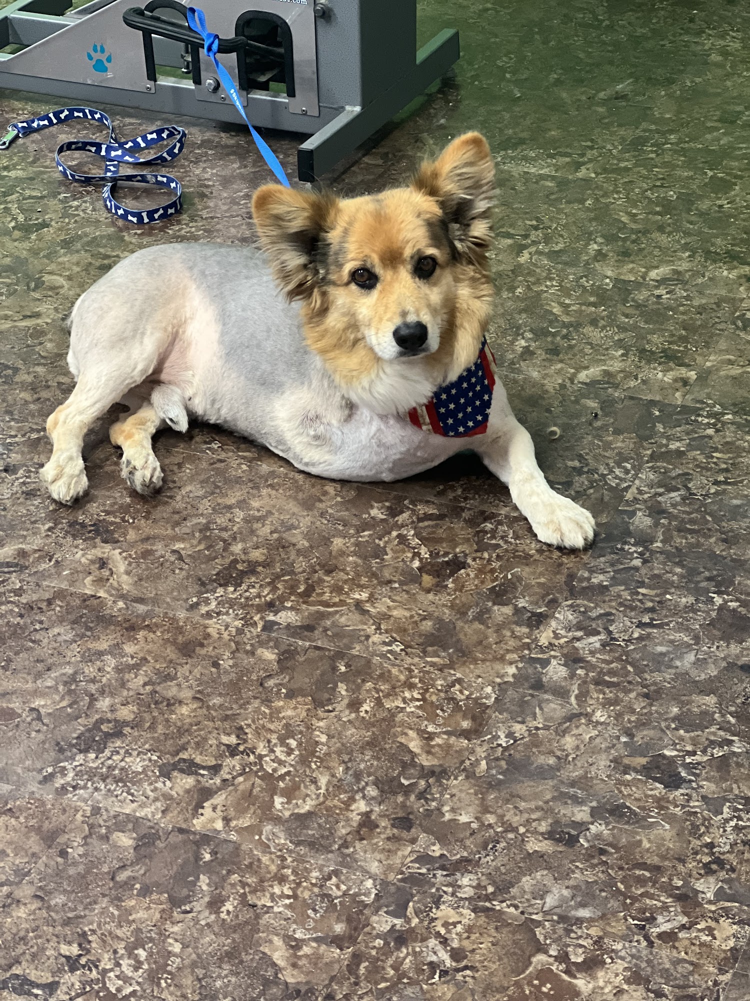 Lazy Dayz Pet Resort Berea