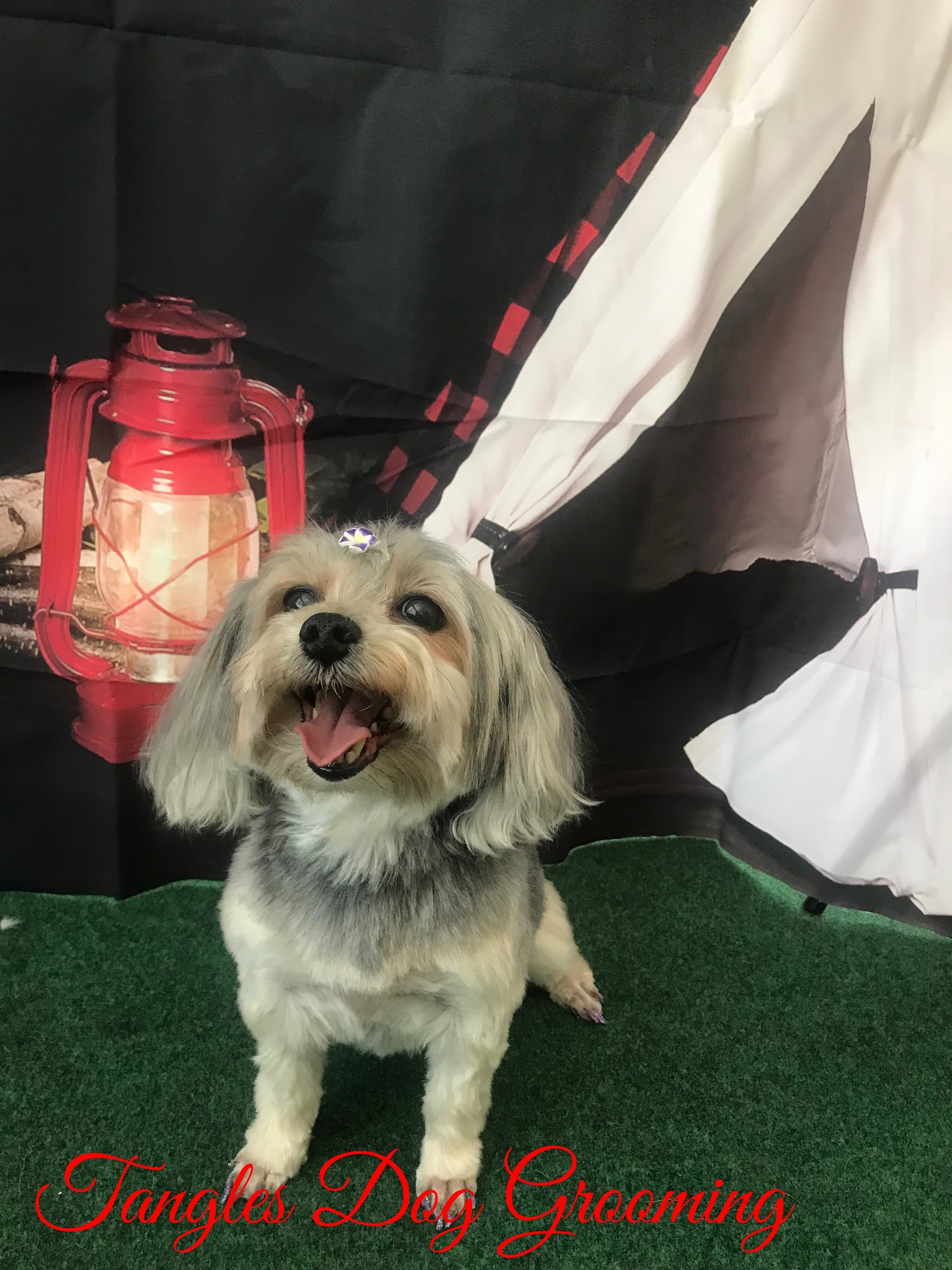 Tangles Dog Grooming Berea