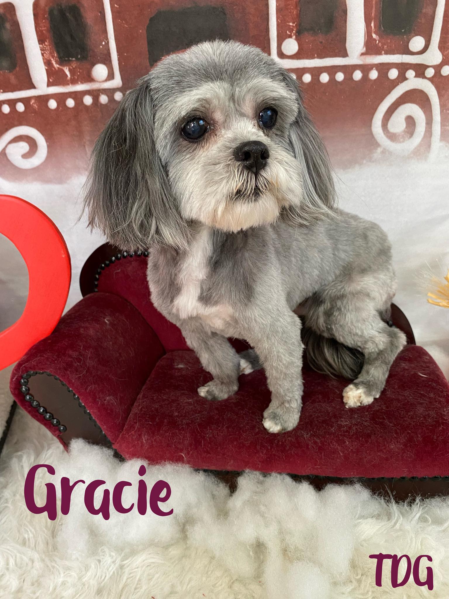 Tangles Dog Grooming Berea