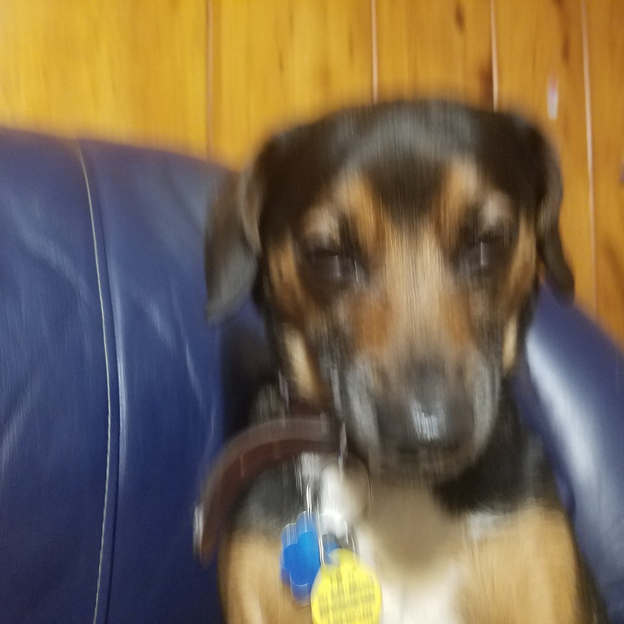 Westgate Veterinary Hospital Bowling Green