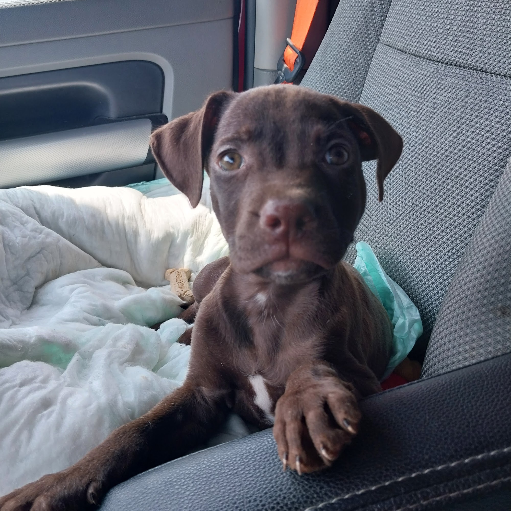 Veterinary Clinic Inc Bowling Green