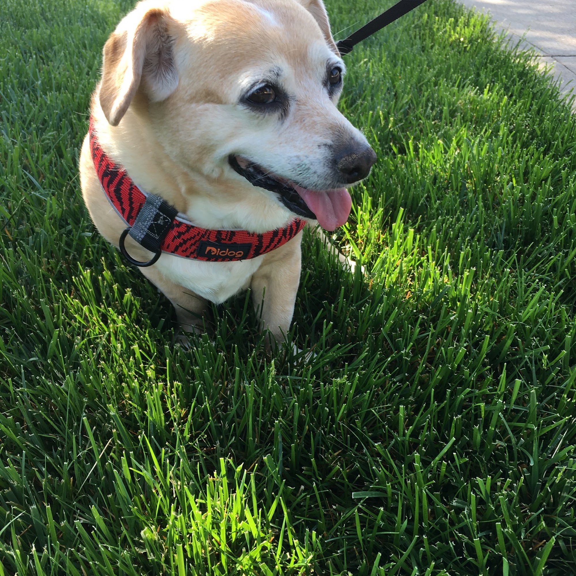 Three Springs Animal Hospital Bowling Green