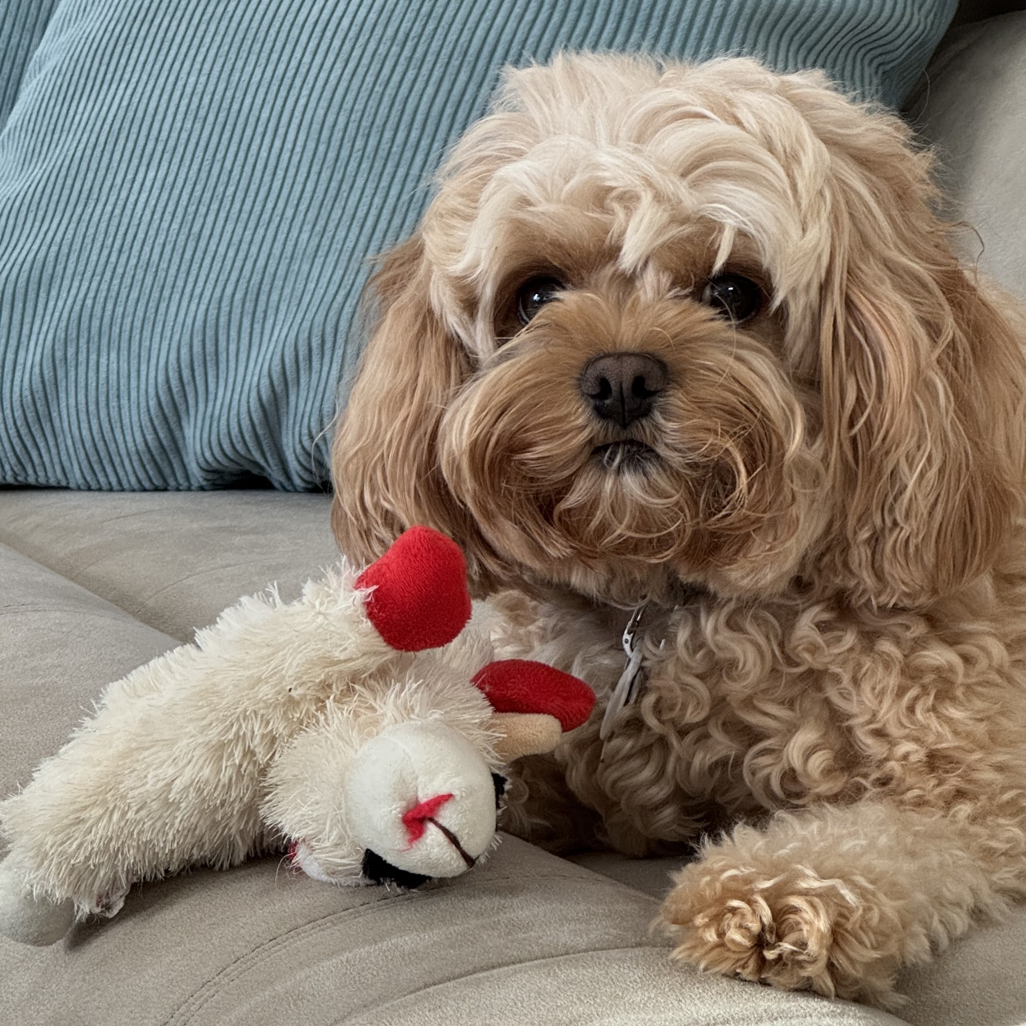 Snodgrass Veterinary Medical Center Bowling Green