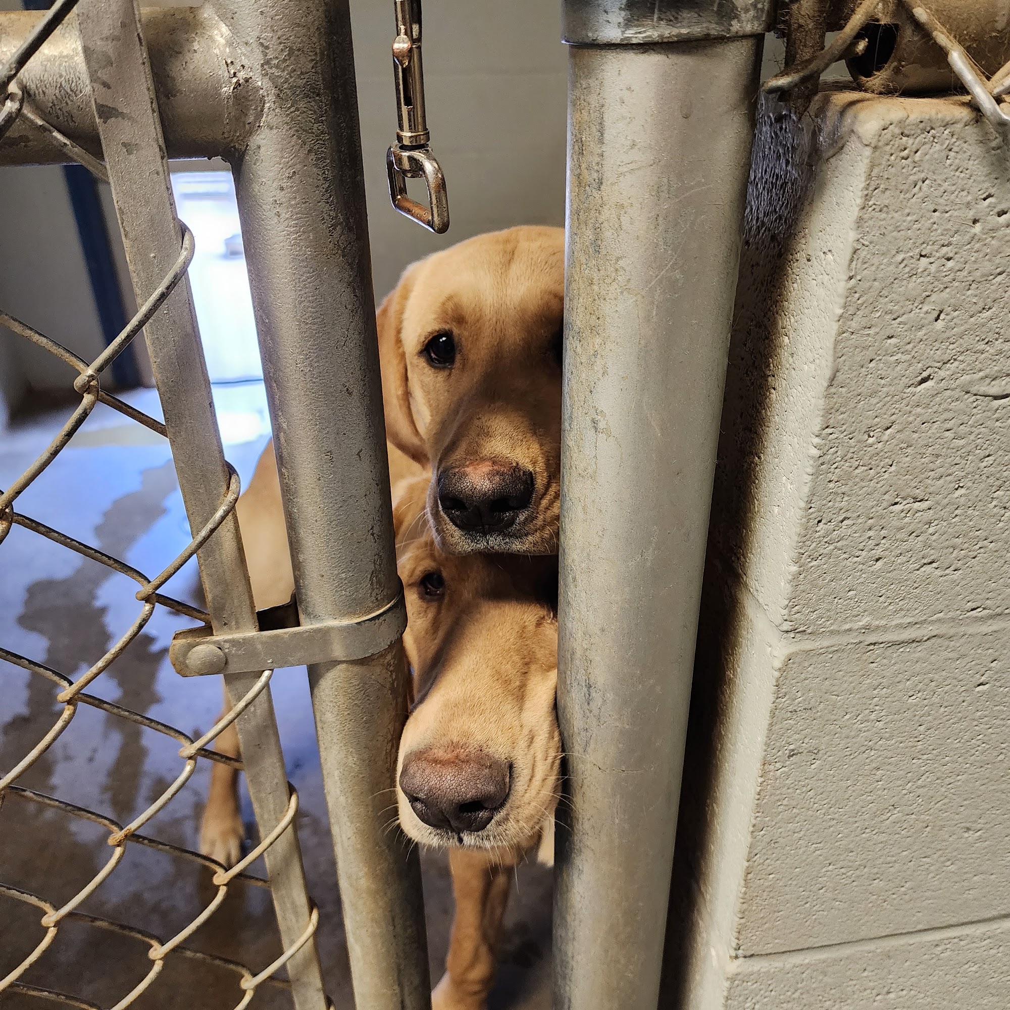Humane Society Animal Shelter Bowling Green