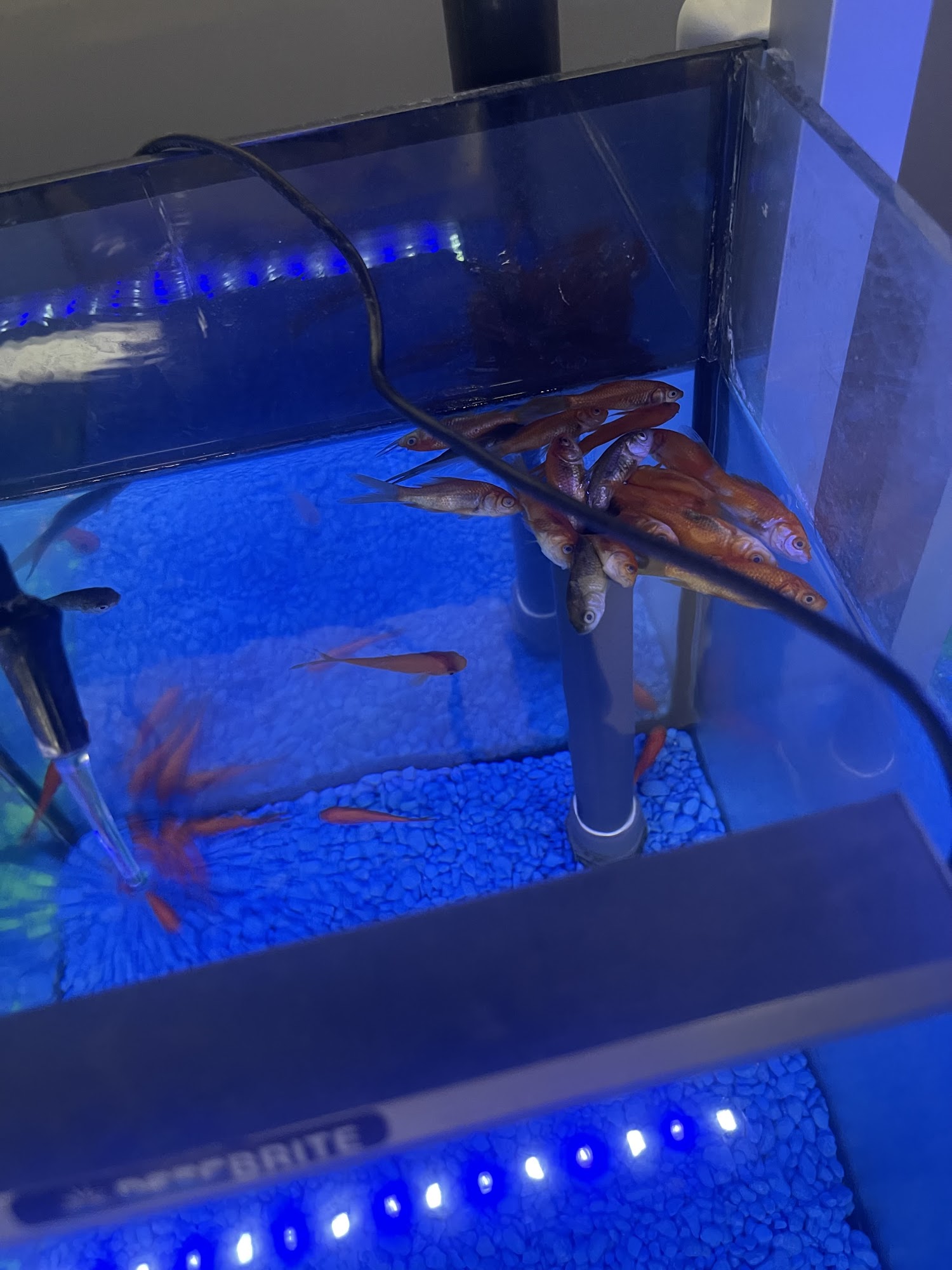 Feeders Pet Supply Bowling Green