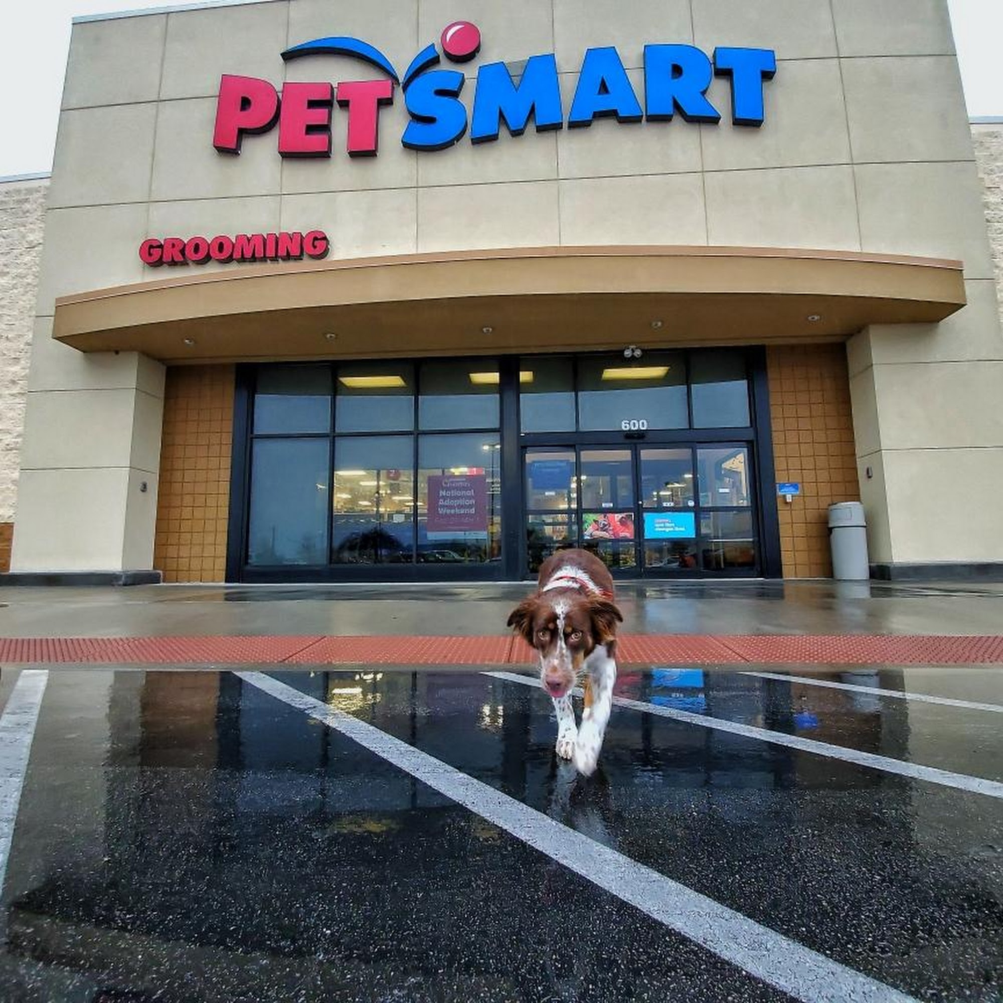 PetSmart Bowling Green