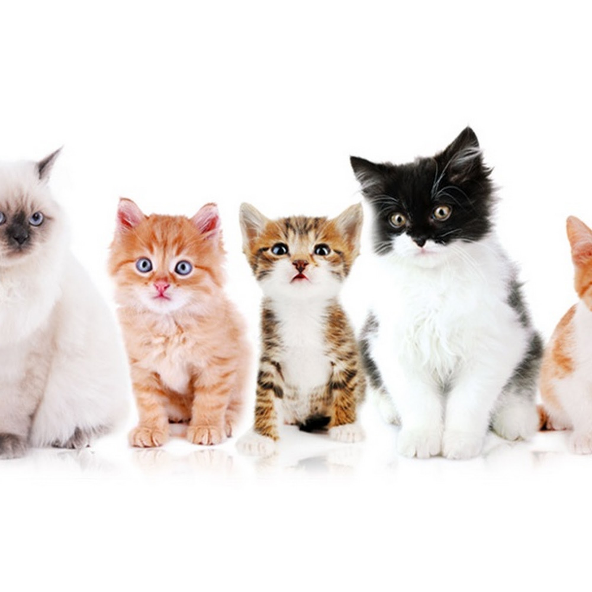 Bluegrass Animal Care Center Brandenburg