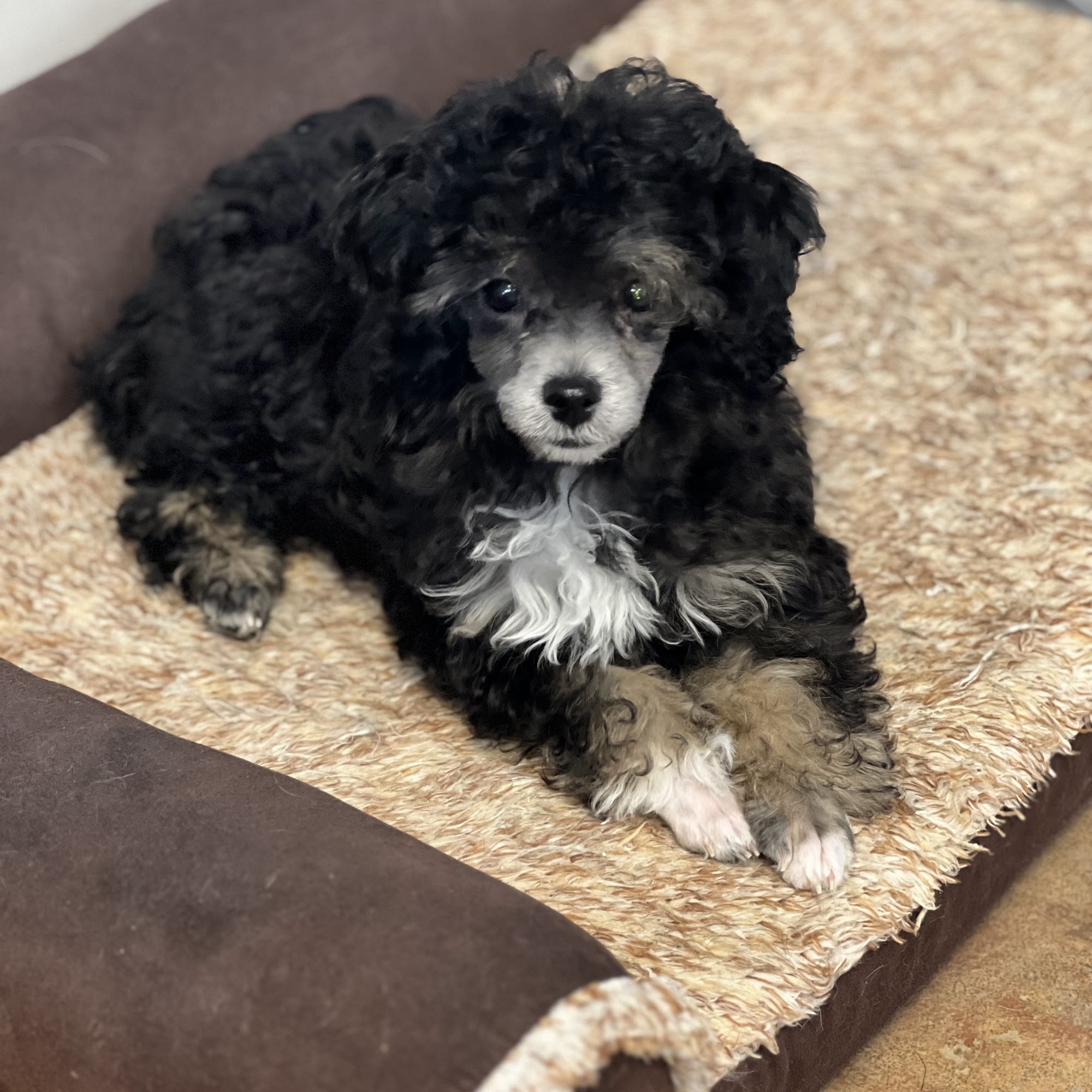 TransFURmations Pet Spa & Boarding Brandenburg