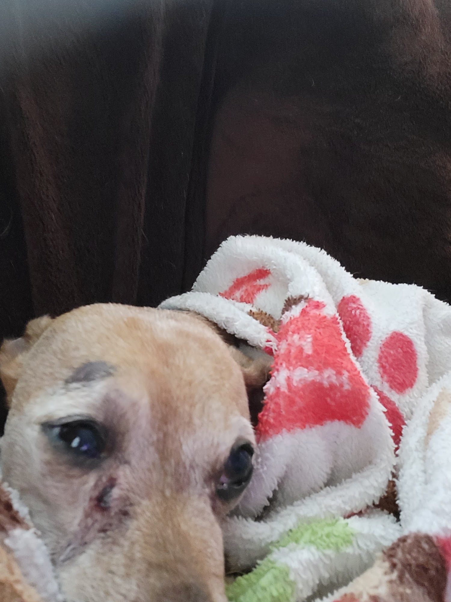 Little River Veterinary Clinic Cadiz