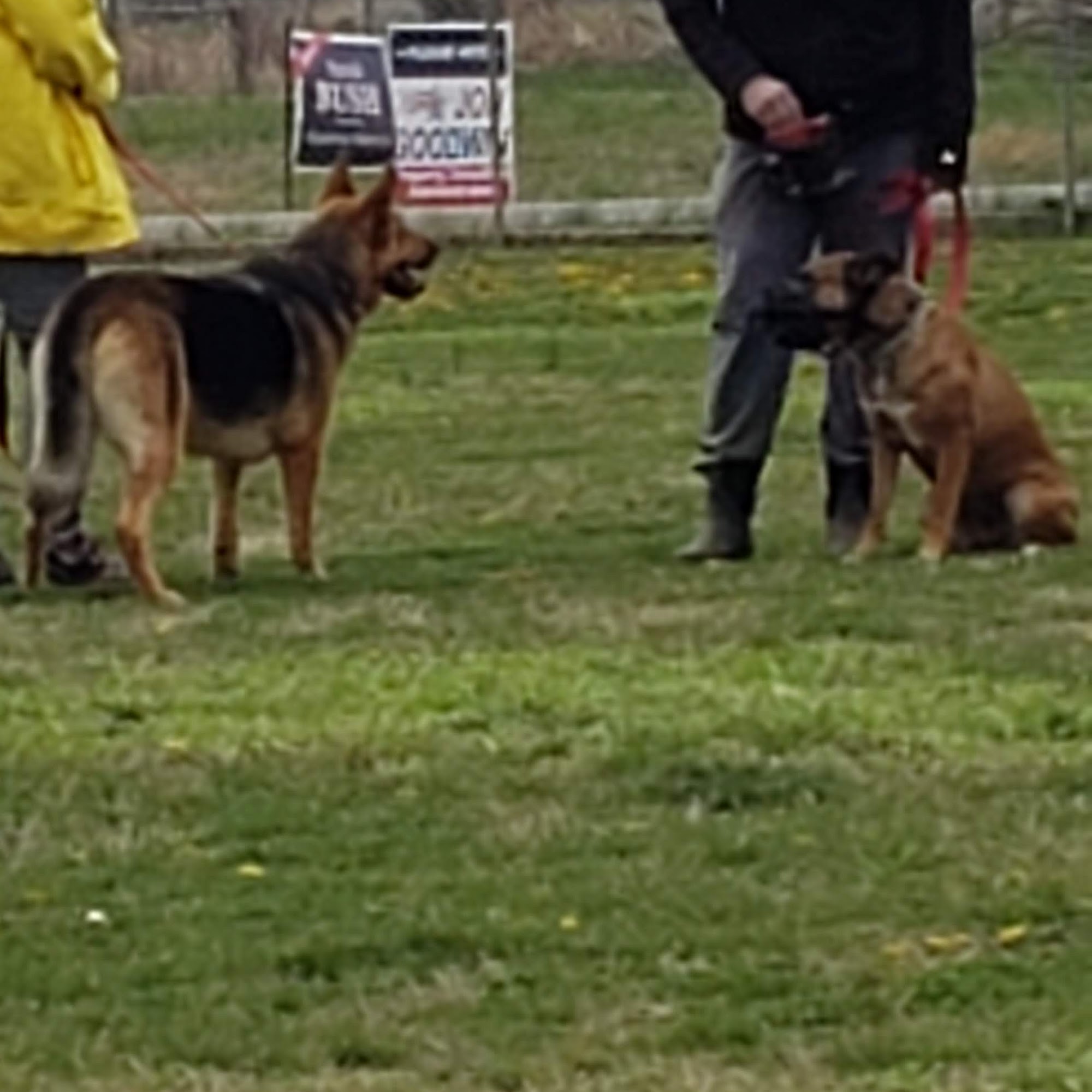 K9 One Stop Dog Training - Boarding