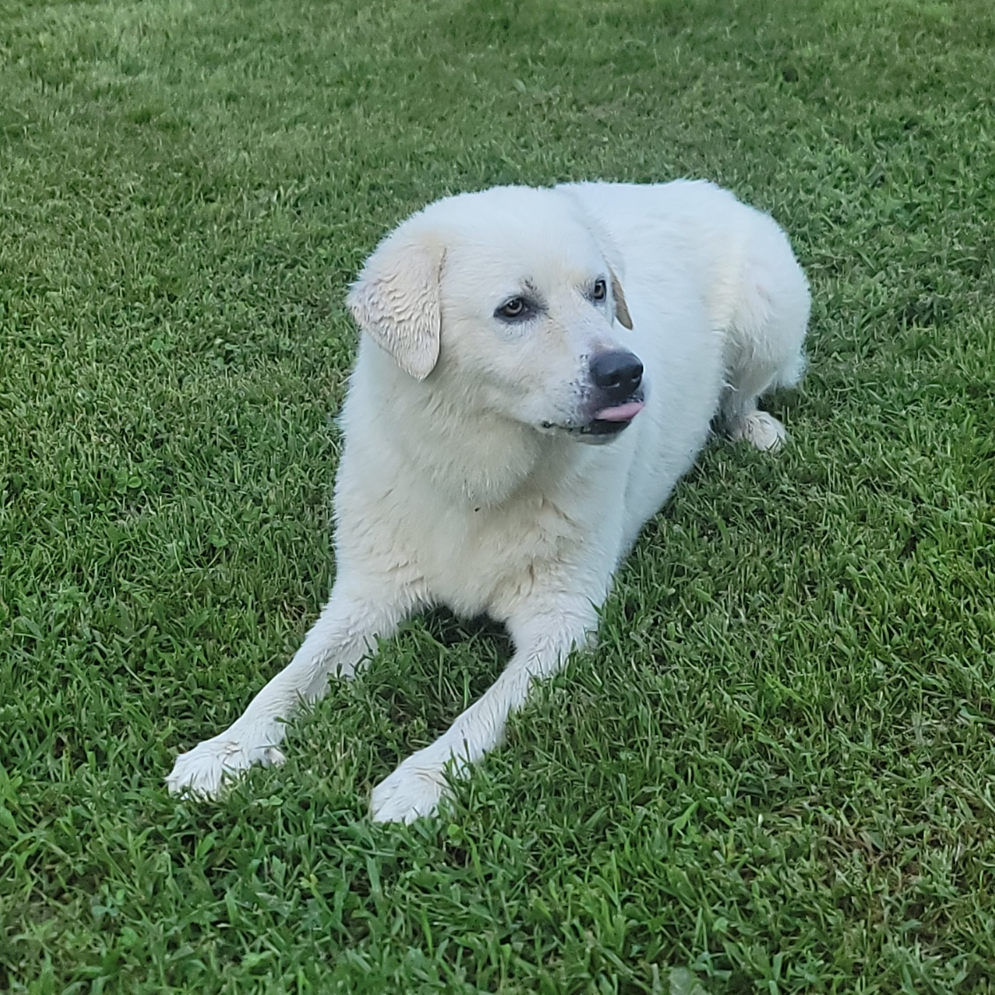 Green River Veterinary Services Campbellsville