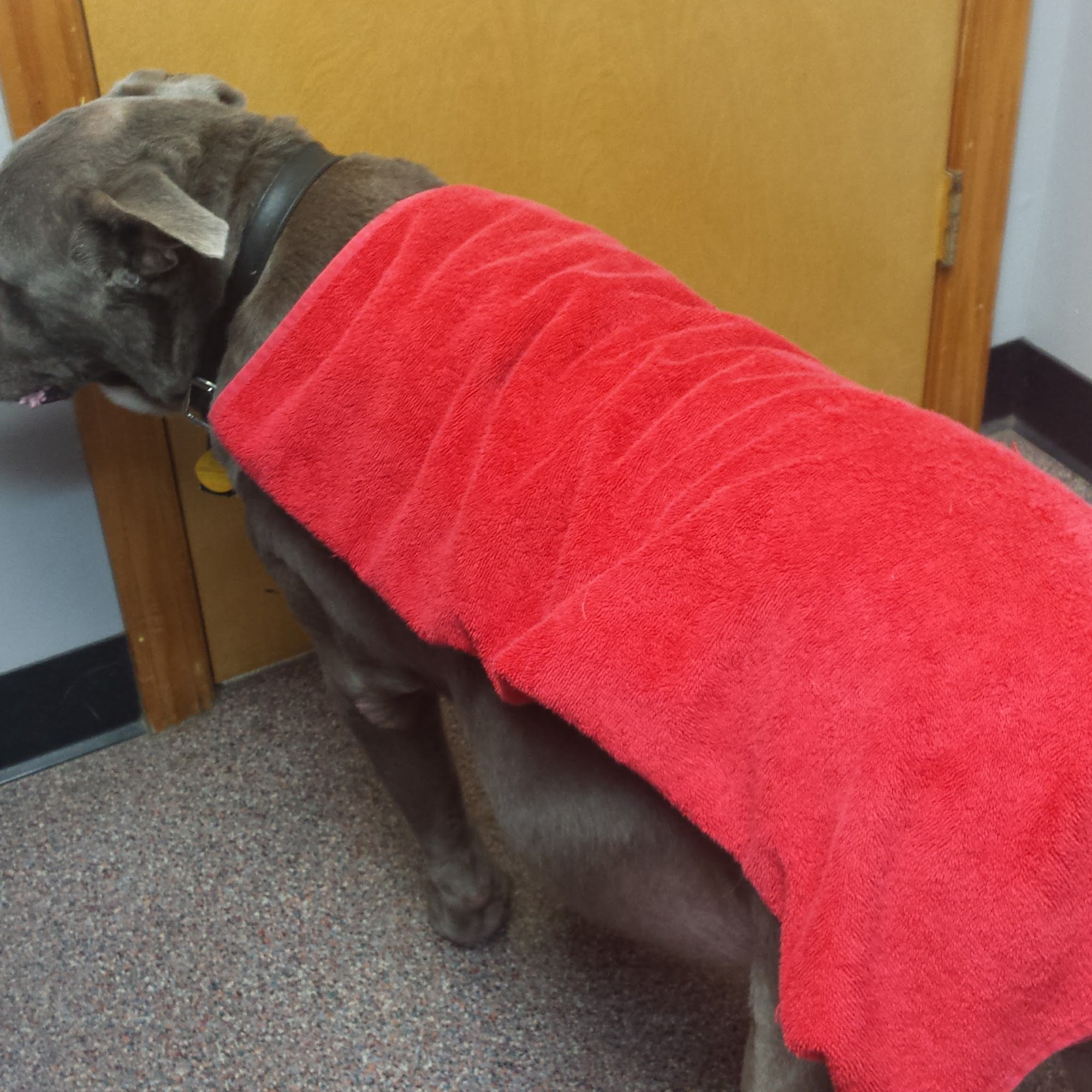 Carroll County Animal Clinic Carrollton