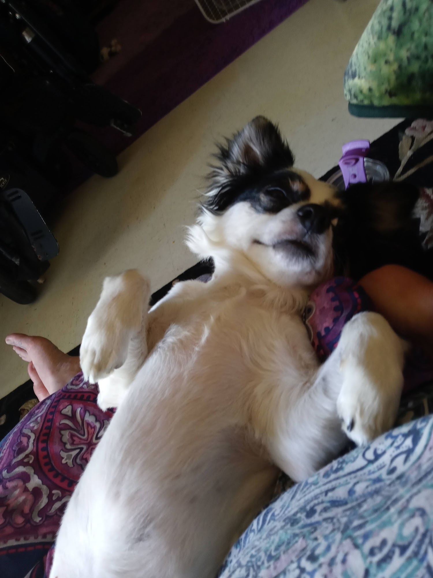 Dog In Suds Catlettsburg