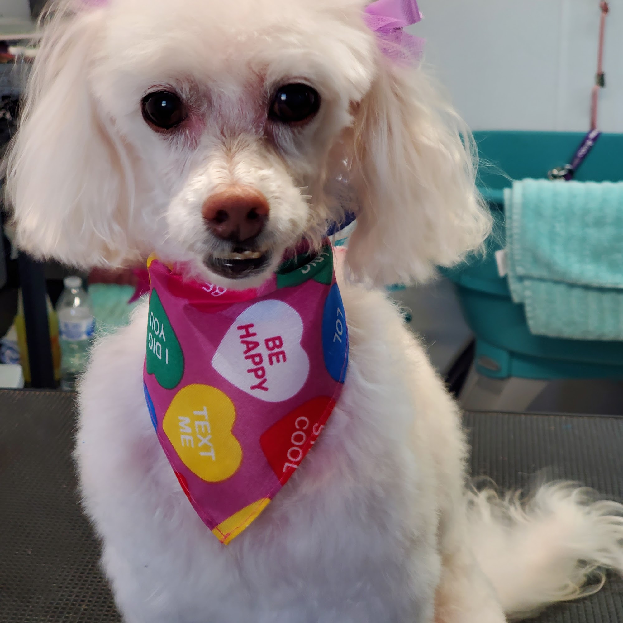 Doggie Stylin' Pet Grooming Clearfield