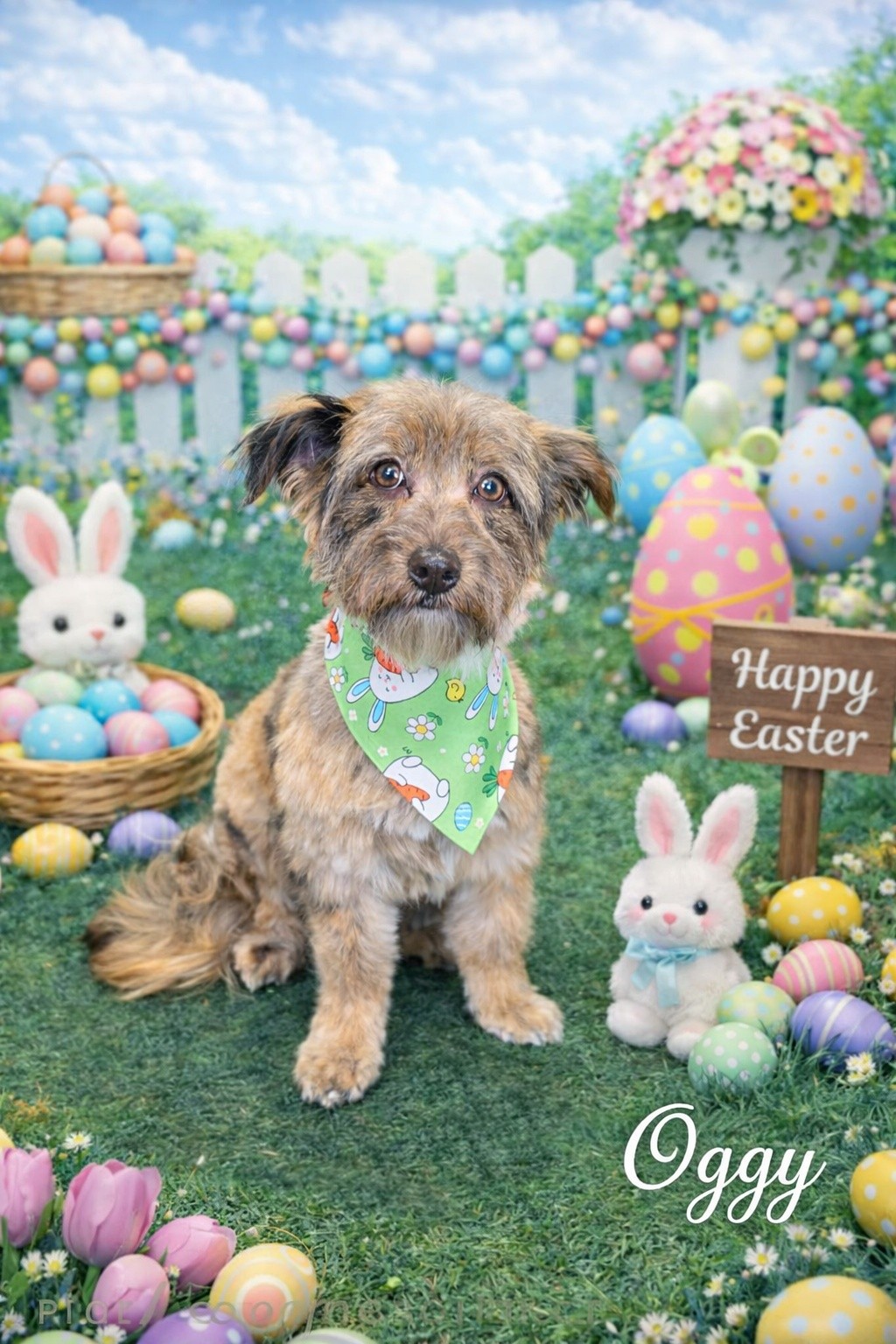 Doggie Stylin' Pet Grooming Clearfield