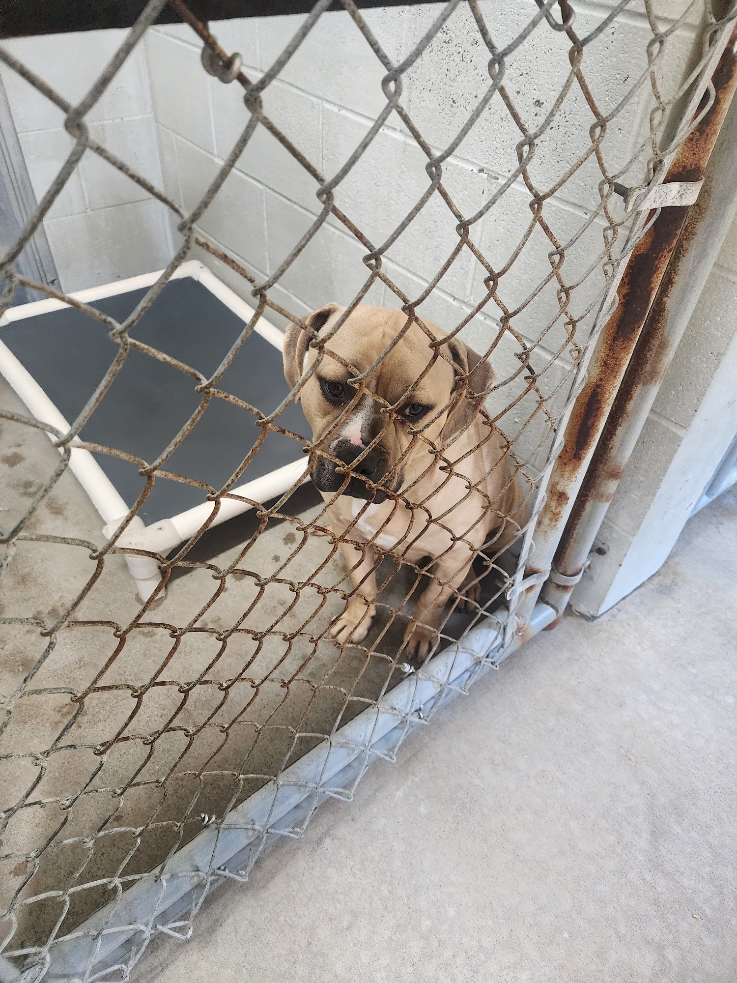 Tri-County Animal Shelter Clearfield