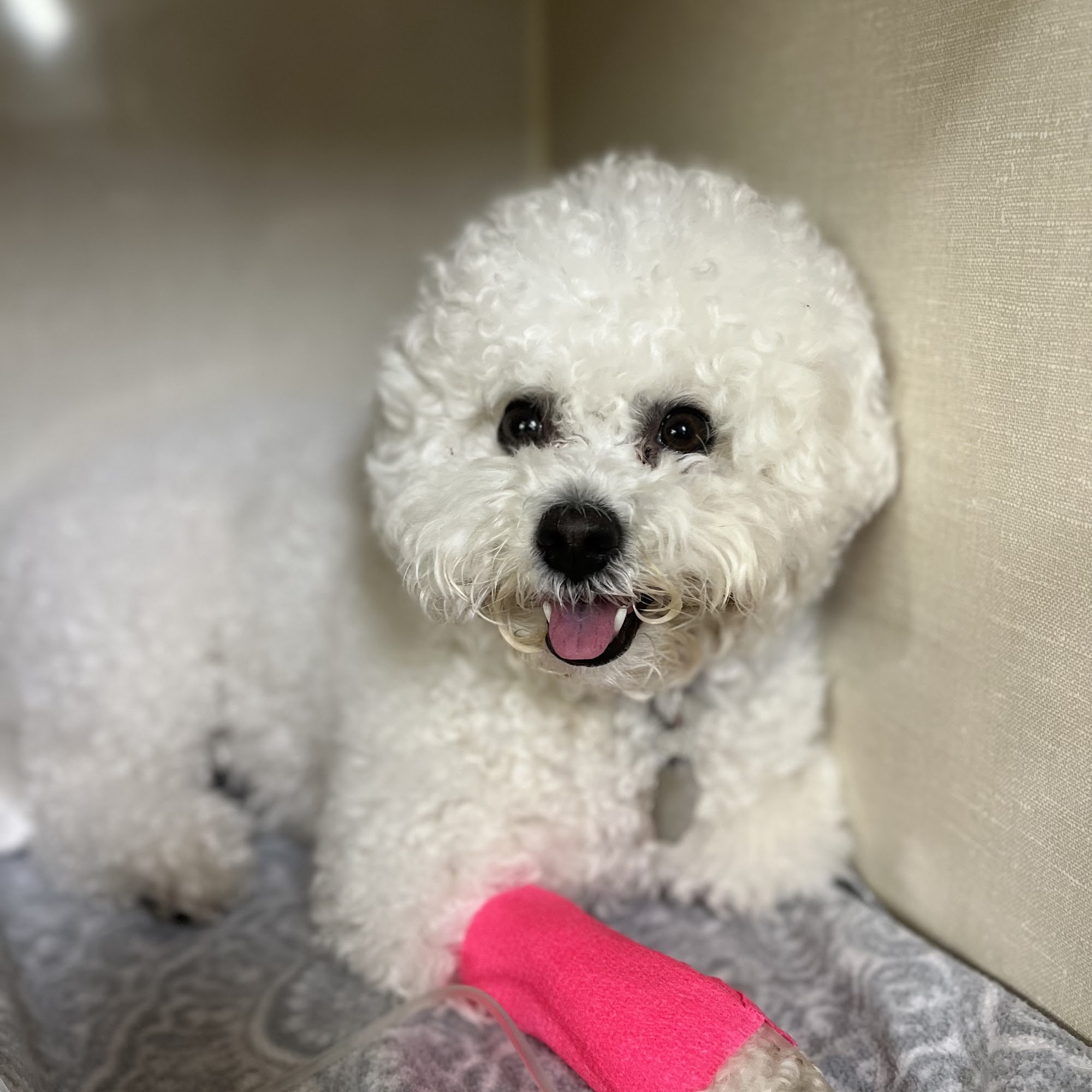 Paws & Claws Animal Hospital Cold Spring