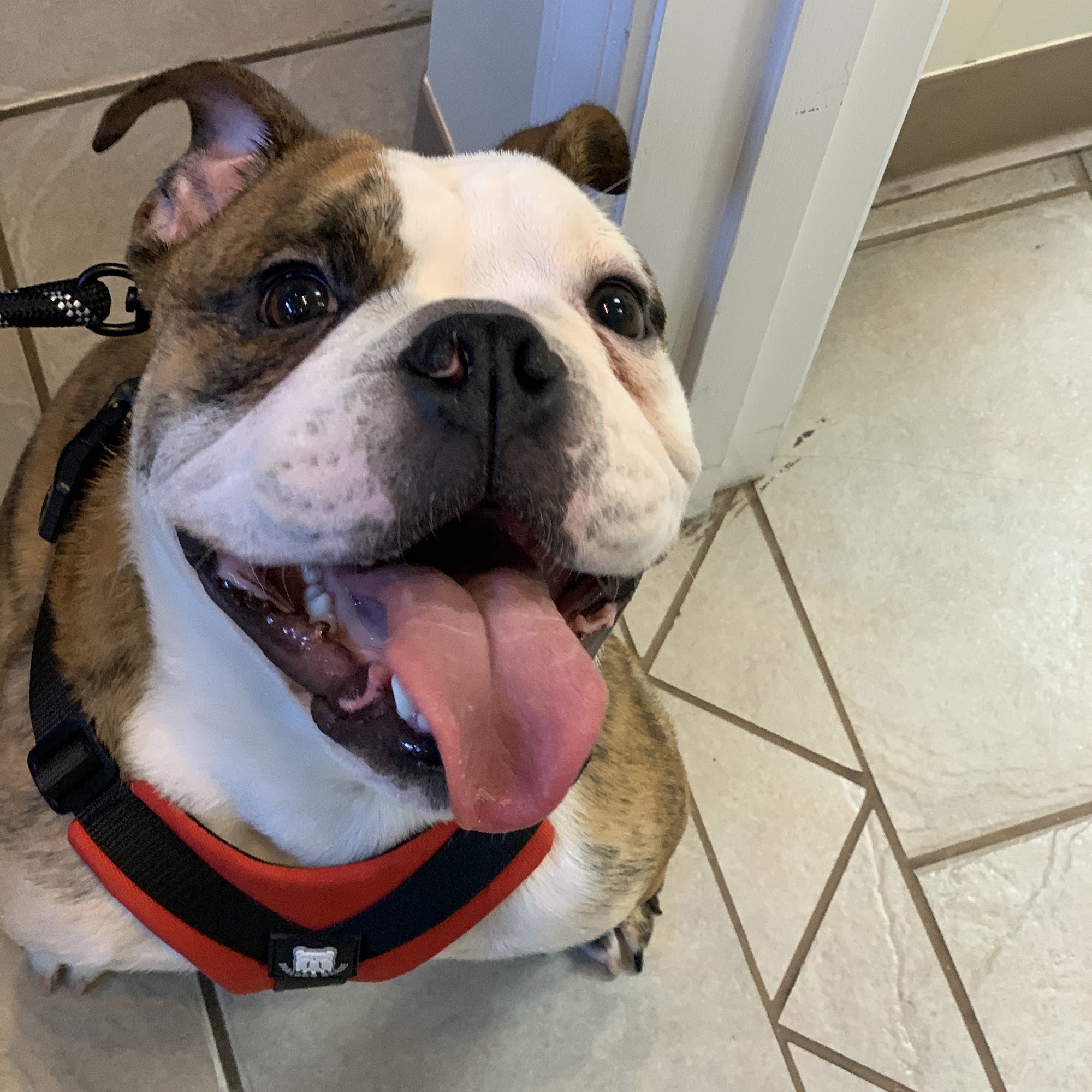 Adair County Animal Hospital Columbia