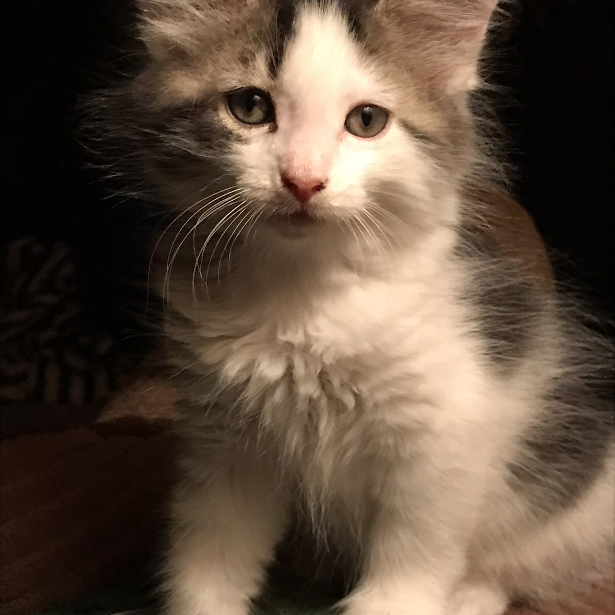 Coffey's Vet Center Columbia