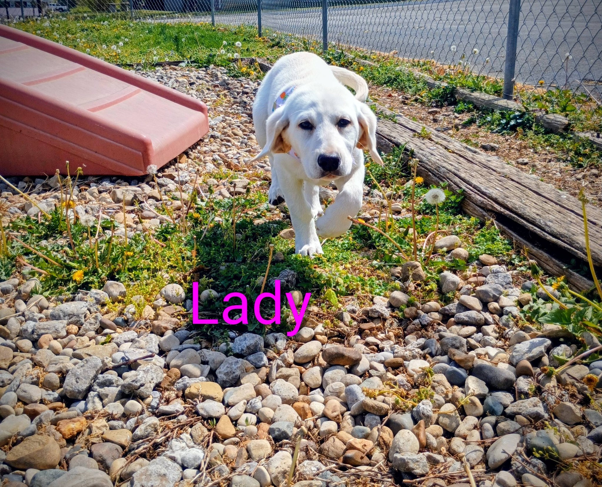 Dog Gone Classy, LLC Columbia