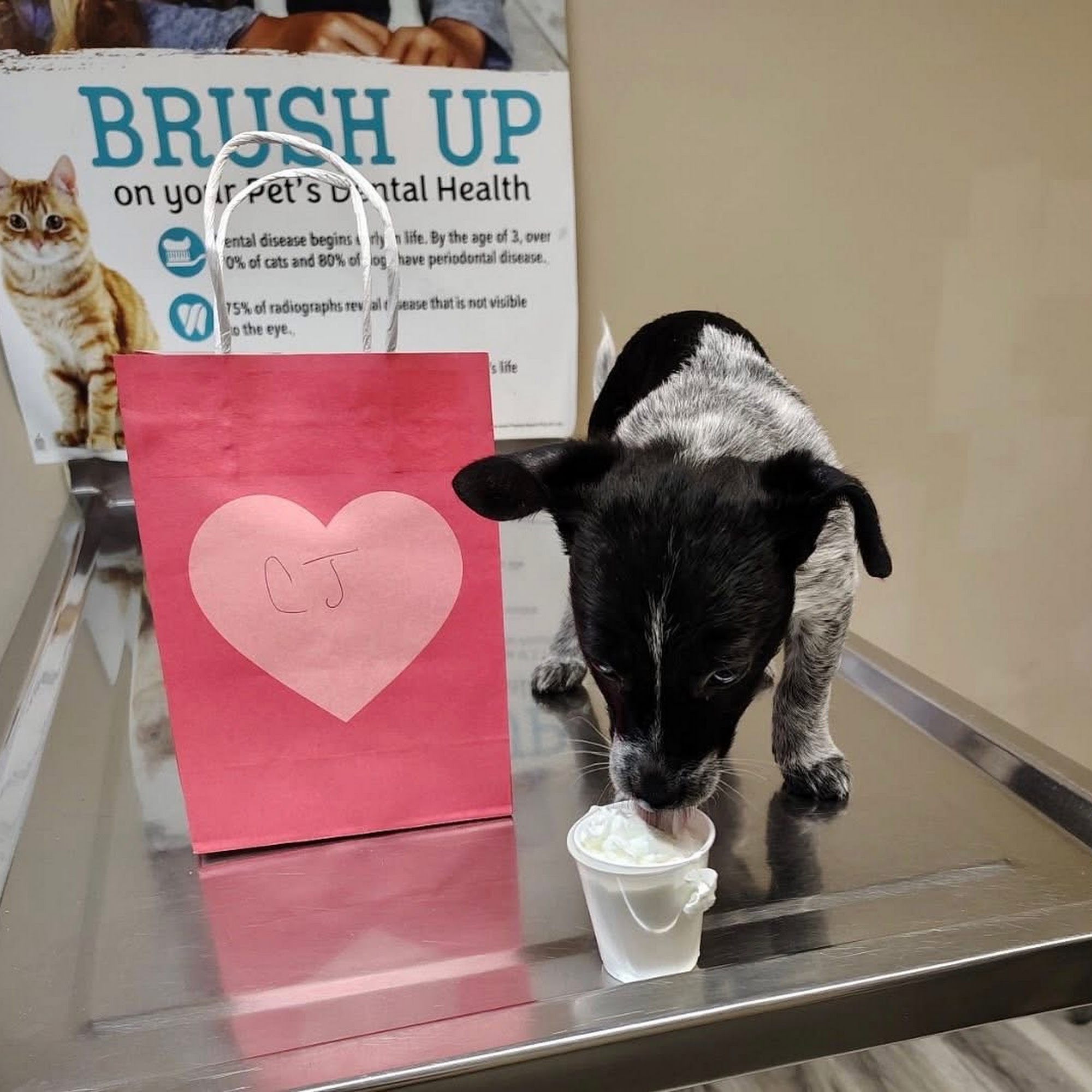 Corbin Animal Clinic Corbin